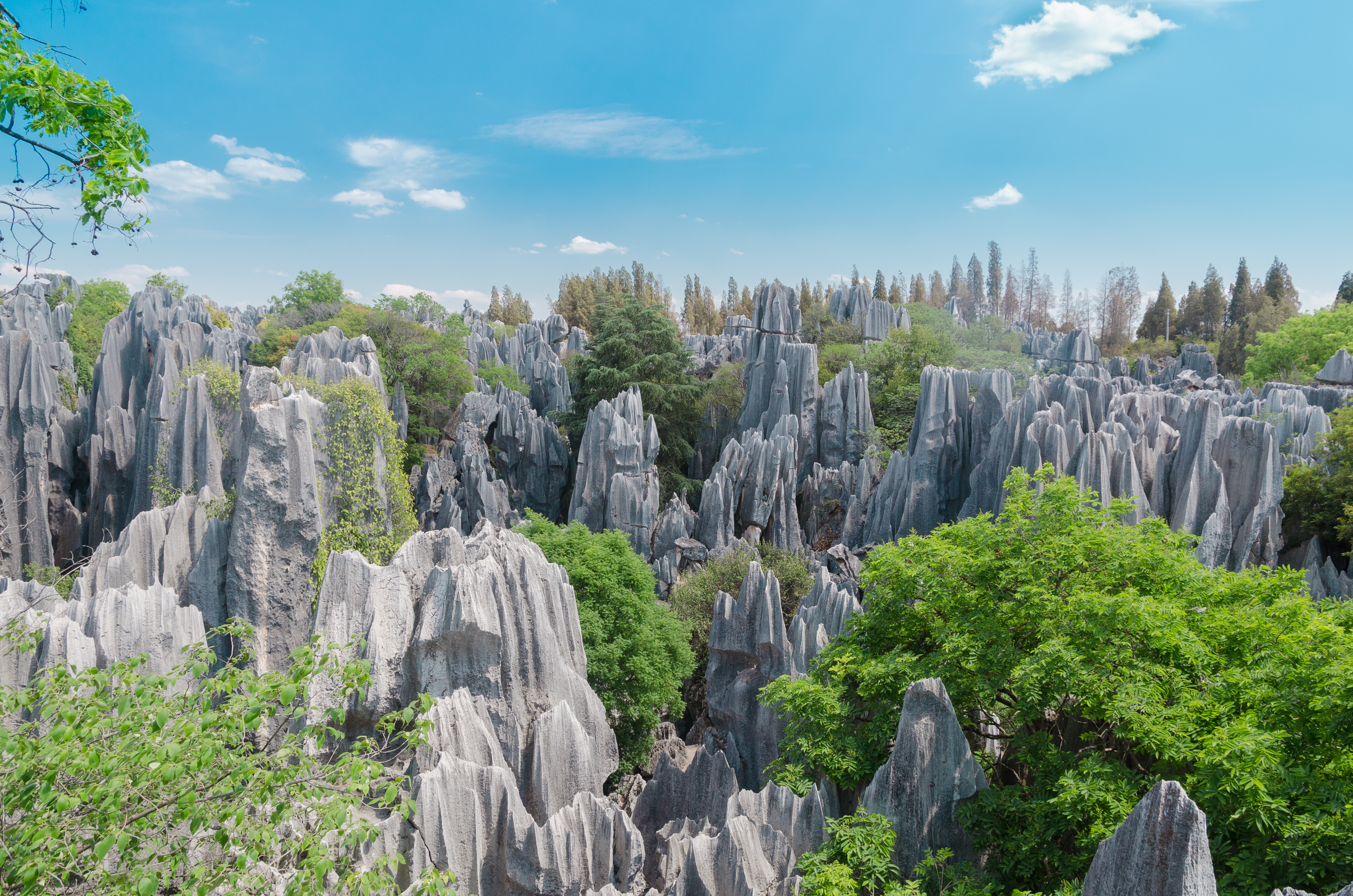 Grey limestone pinnacles of the Stone Forest at Shilin rise above dense green tree cover under a blue sky