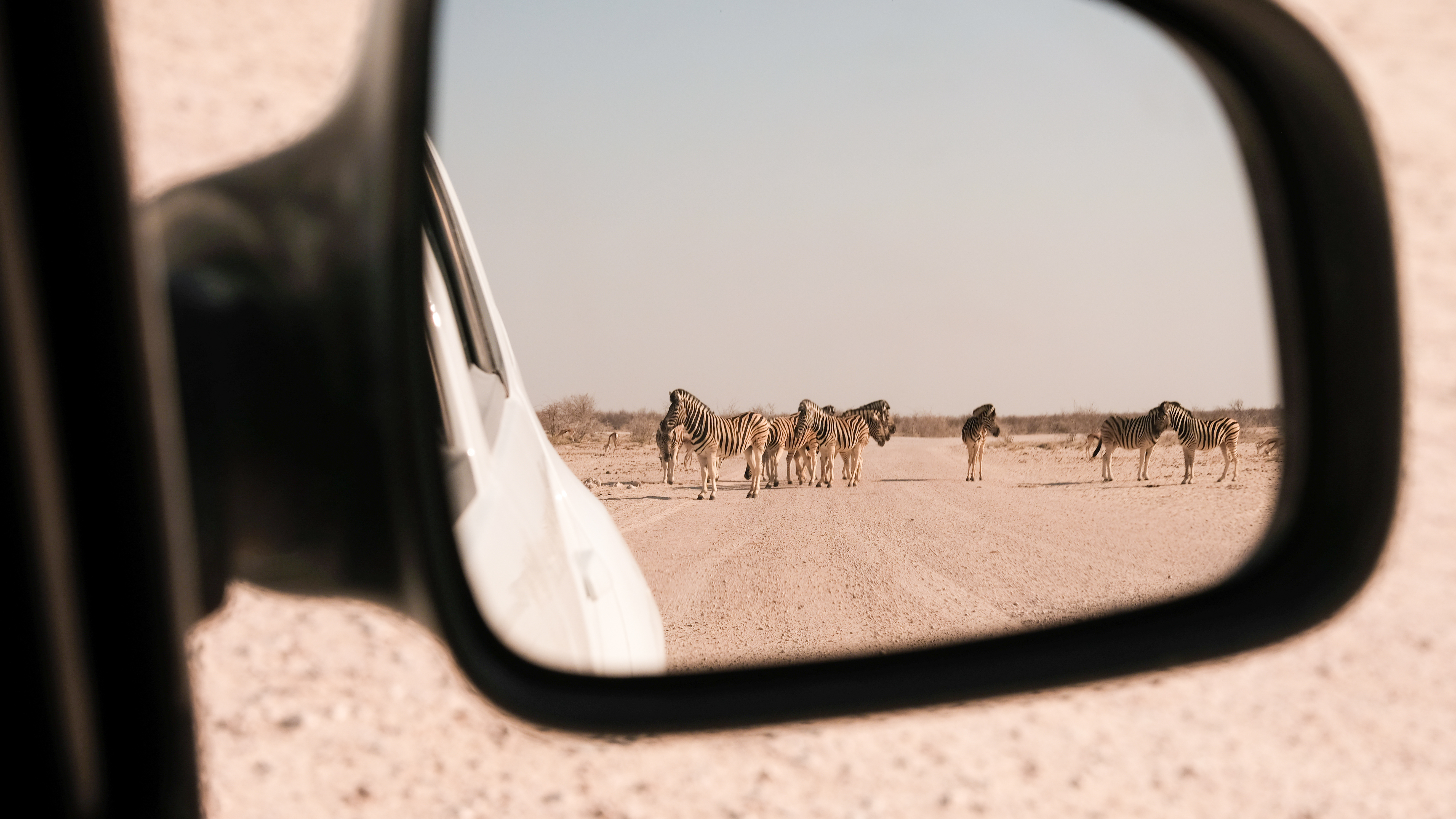Side mirror of a safari vehicle reflecting a small herd of zebras standing on a gravel road in Etosha, Namibia