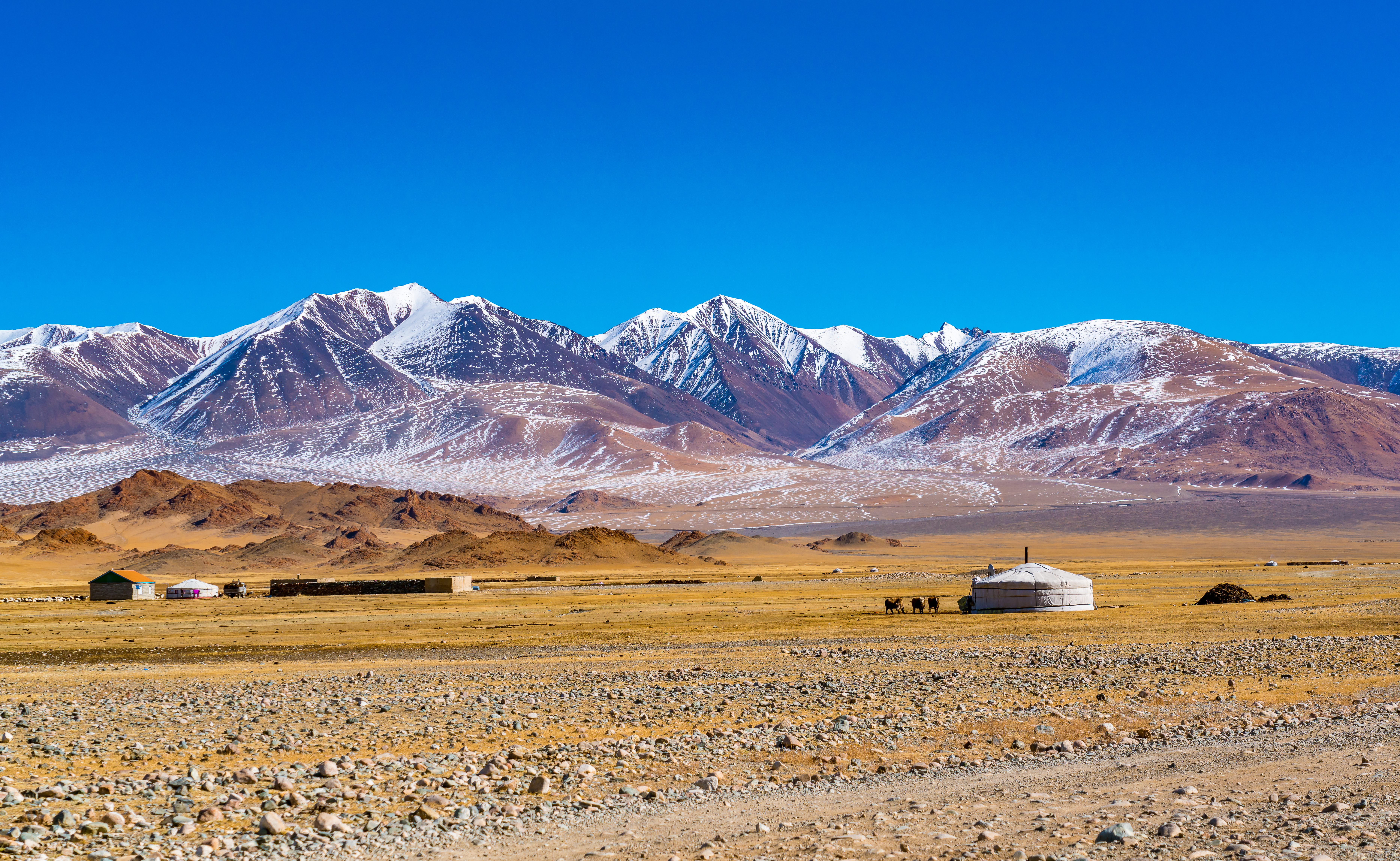 Snow-capped Altai Mountains rise behind a white ger and grazing animals on a rocky yellow steppe near Ulgii, Mongolia