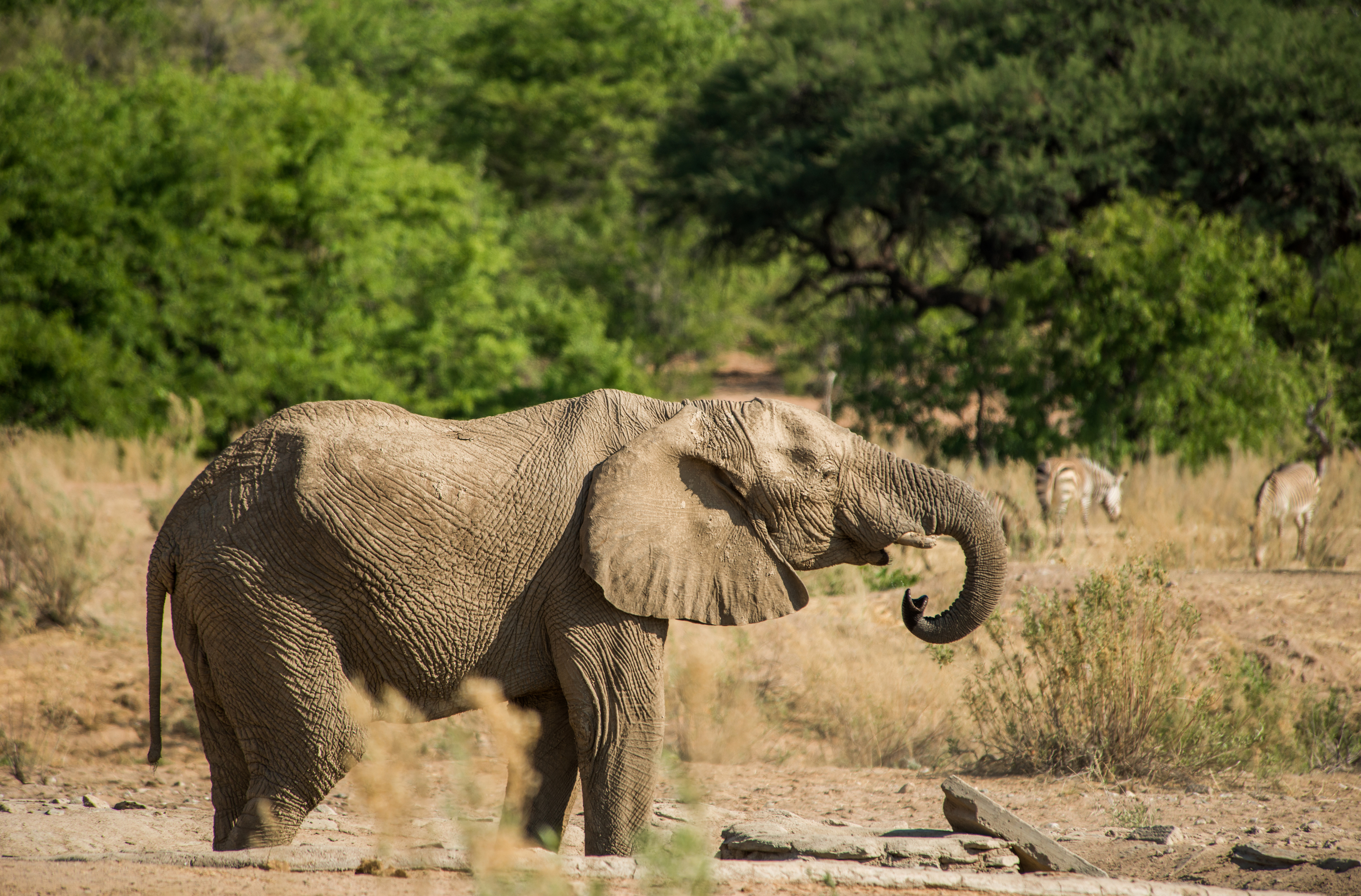 Elephant drinking at a waterhole at Hobatere, with zebras grazing among dry grass in the background
