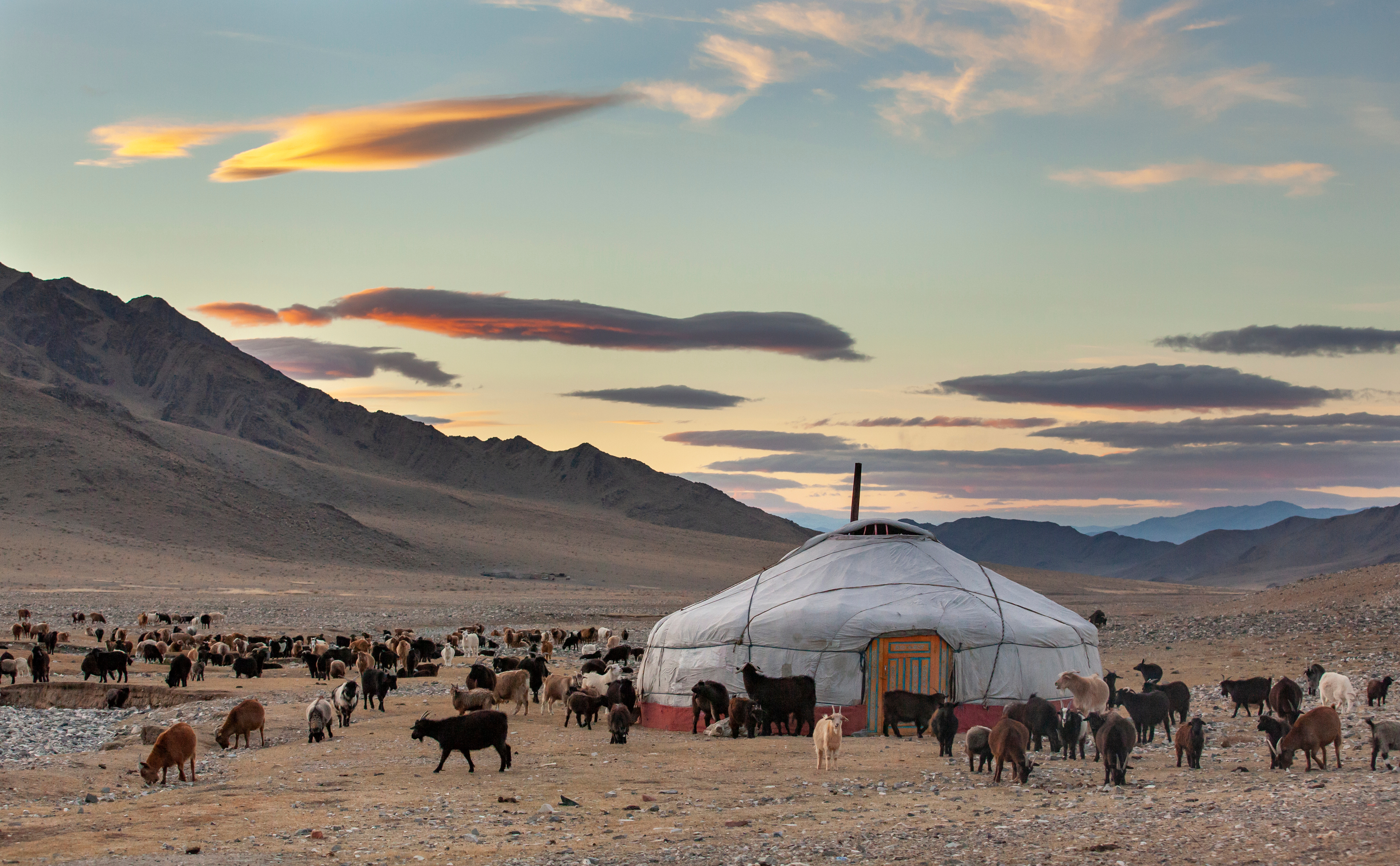A herd of goats gathers around a white felt yurt in western Mongolia as sunset clouds streak over distant mountains