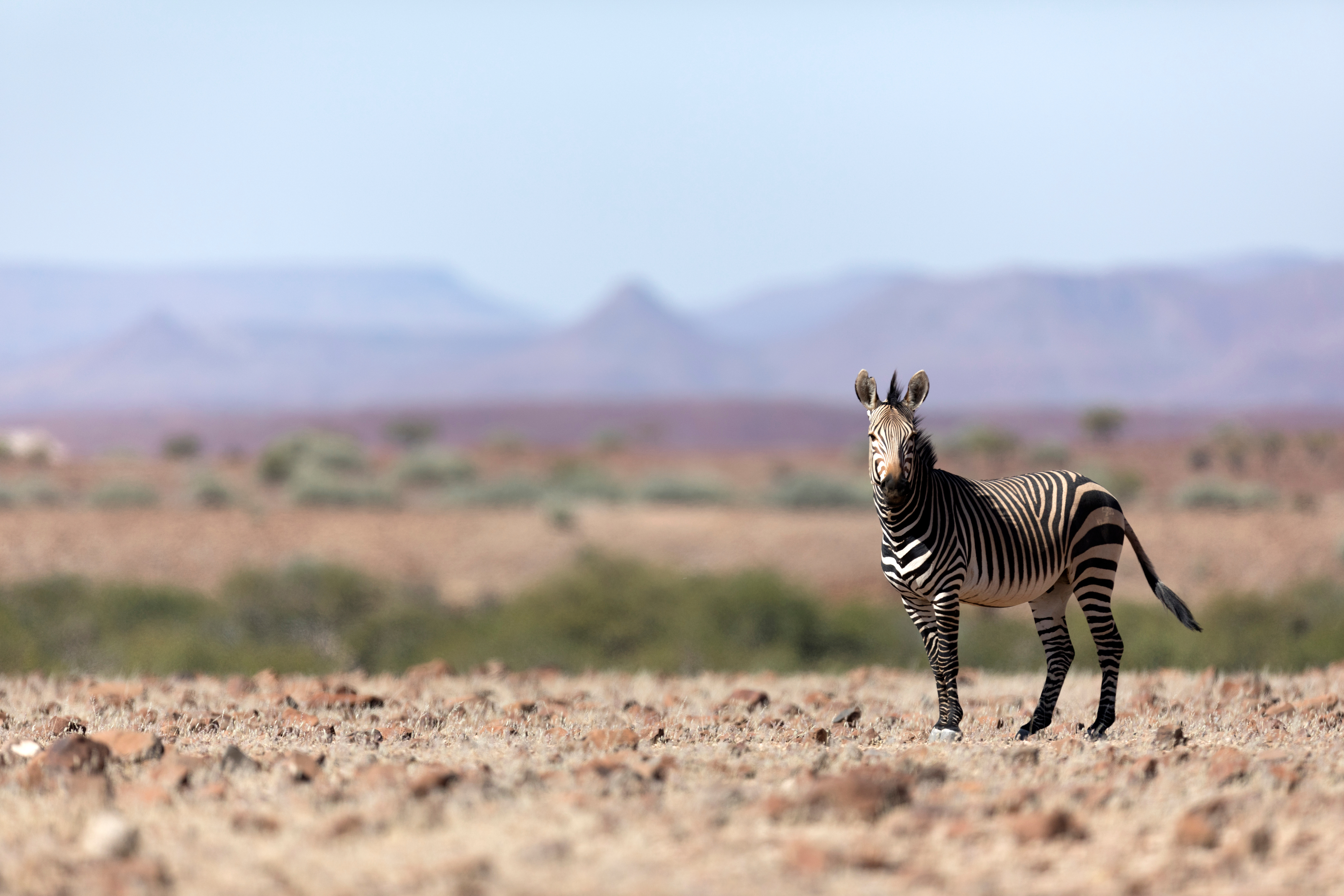 A Hartmann's mountain zebra stands alert on stony ground in the Palmwag concession, Namibia, with distant hills behind it