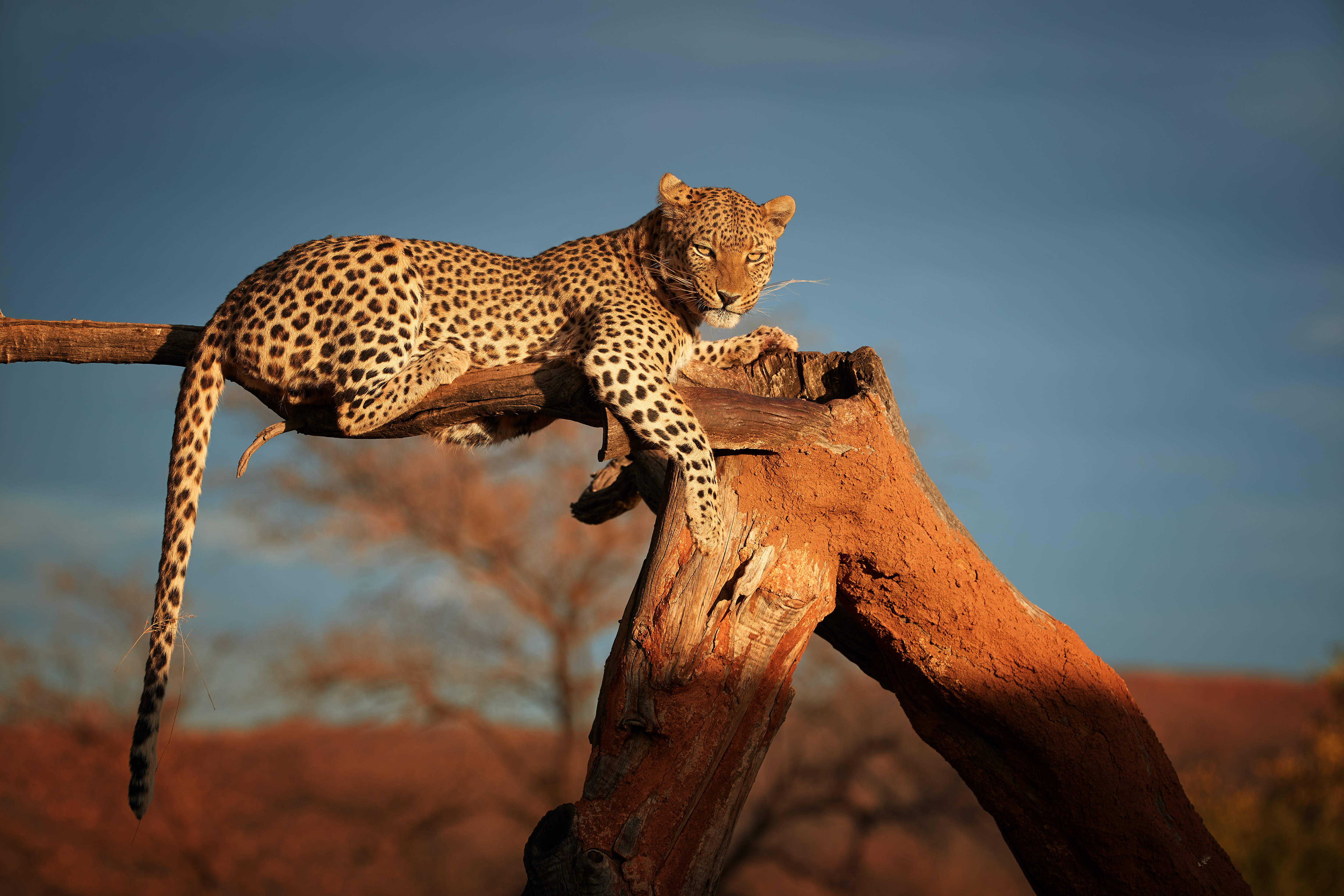 A leopard rests on a weathered dead tree, tail hanging down, gazing toward the camera against a deep blue sky in Namibia