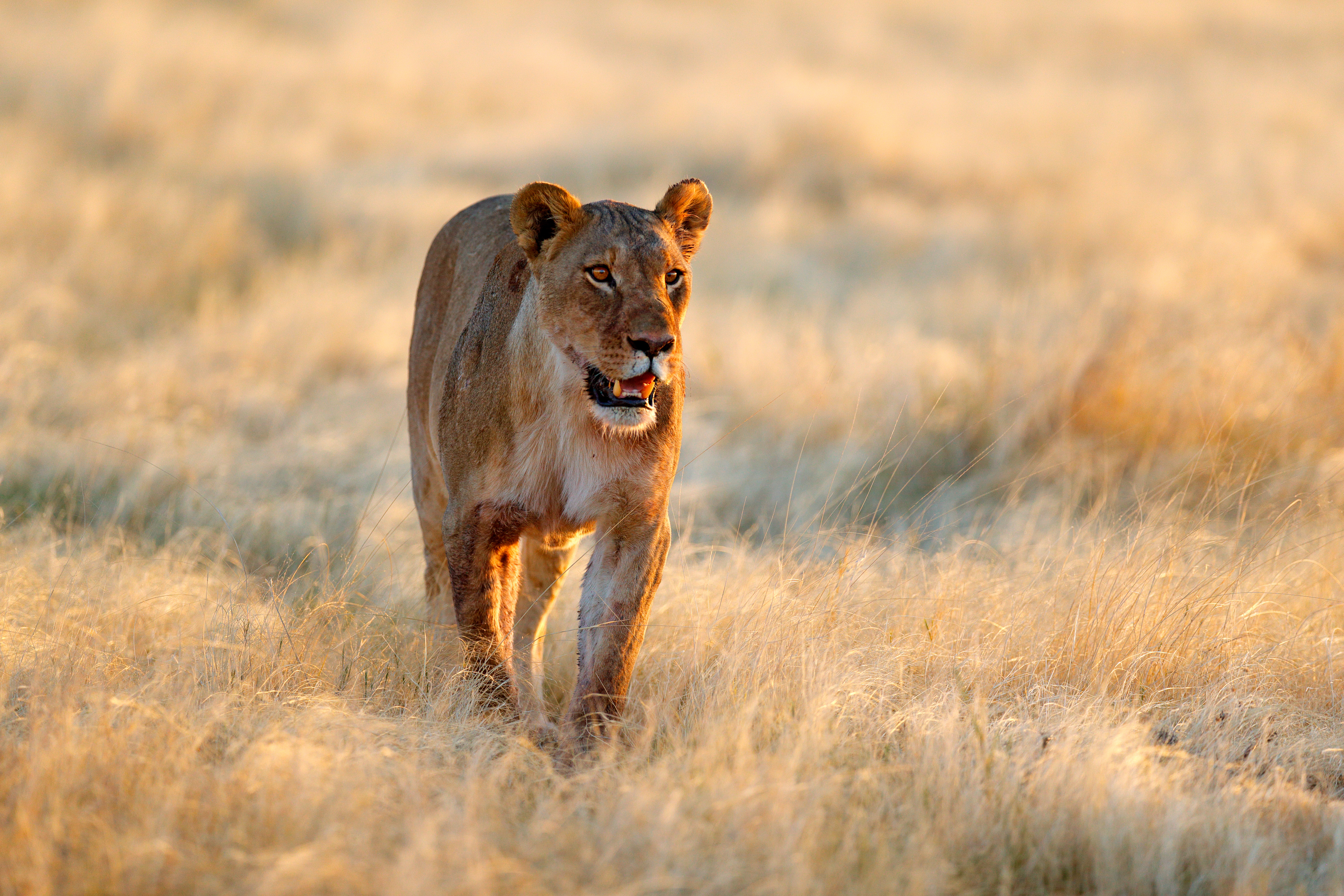 A lioness walks through golden, dry grass in Etosha National Park, Namibia, in warm late-day light
