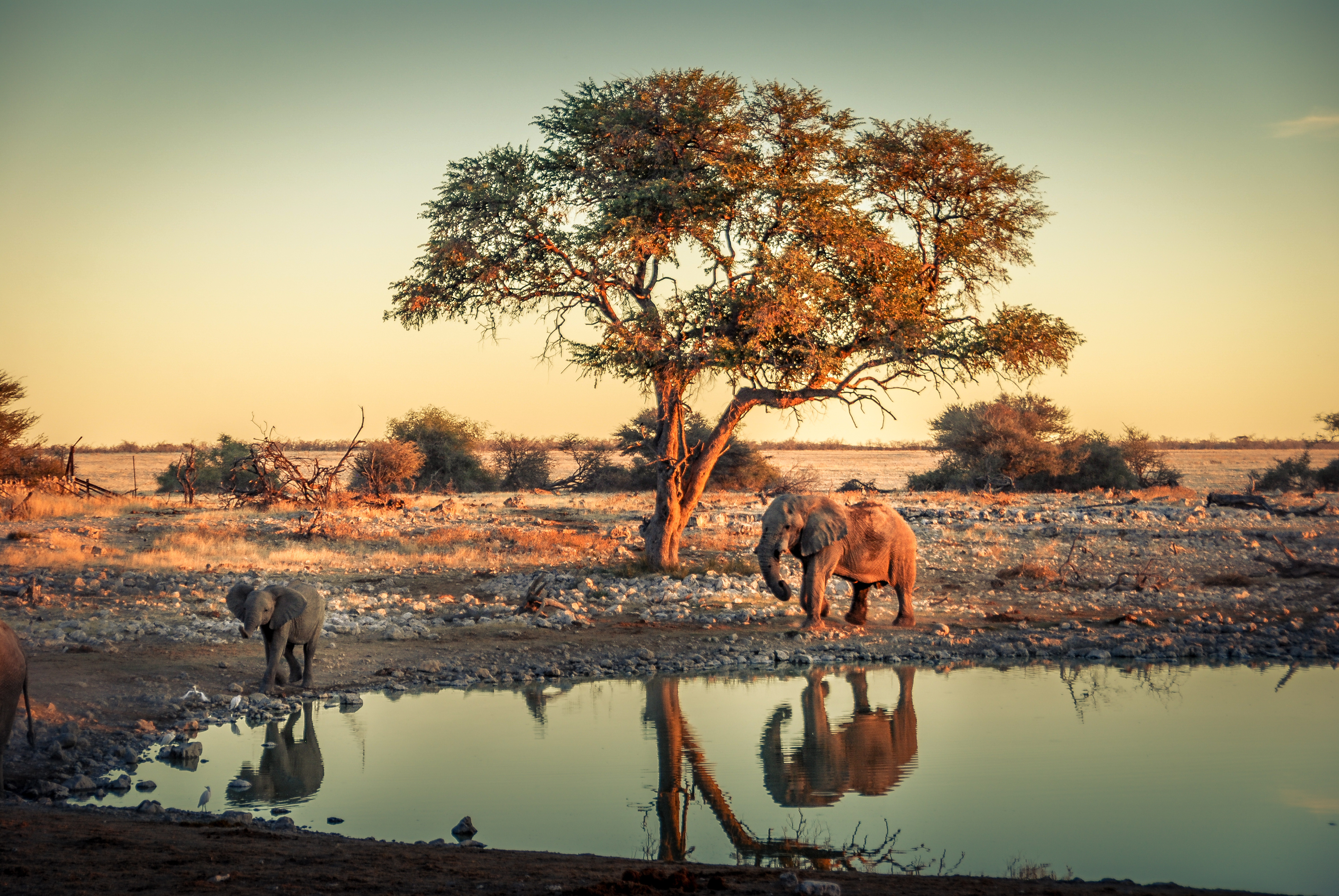 Elephants at a waterhole in Etosha National Park, with a calf and an adult reflected in the still water beneath a large acacia tree