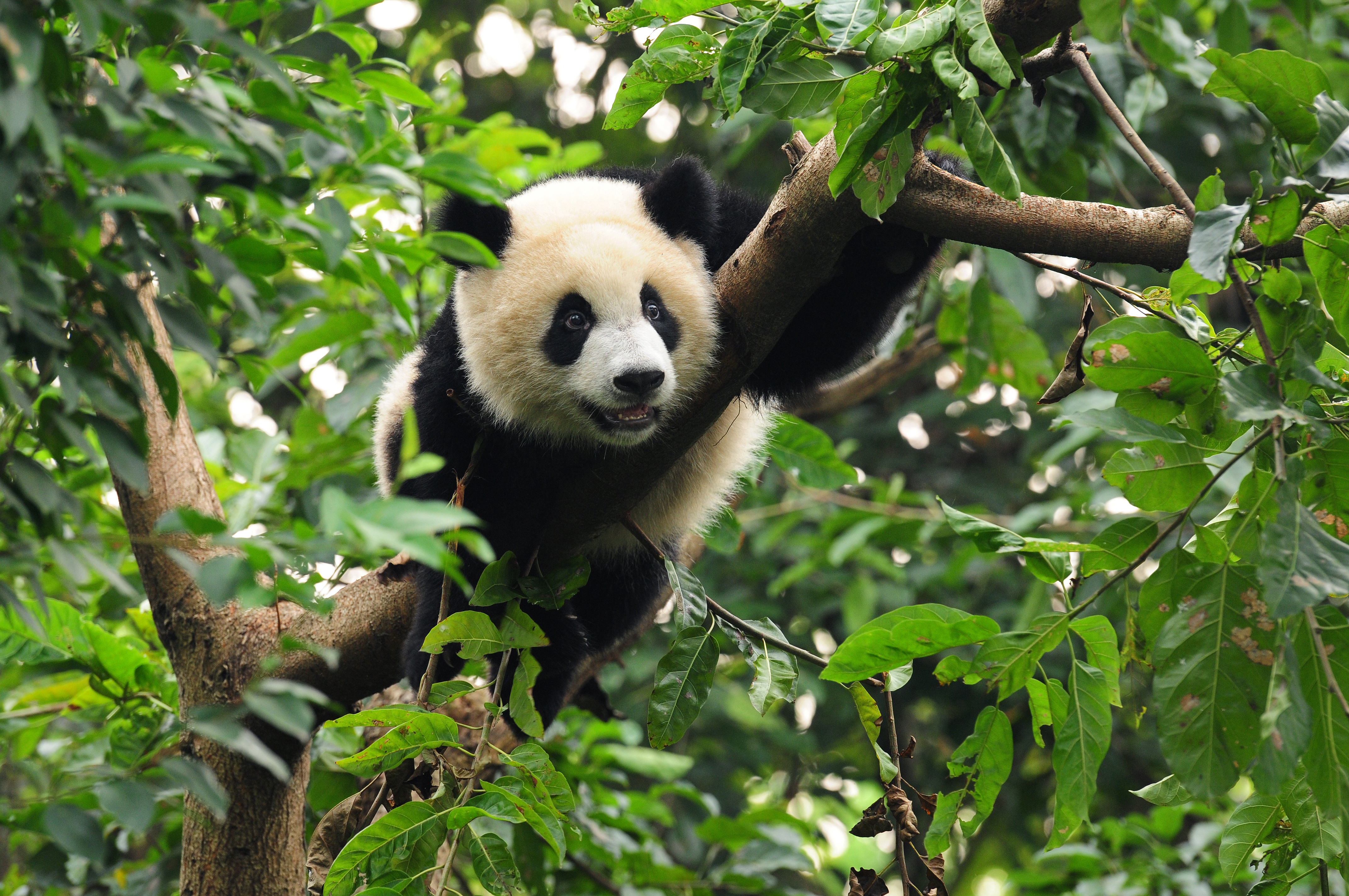 Wonders of Sichuan: Pandas, Sacred Peaks and Jiuzhaigou in China
