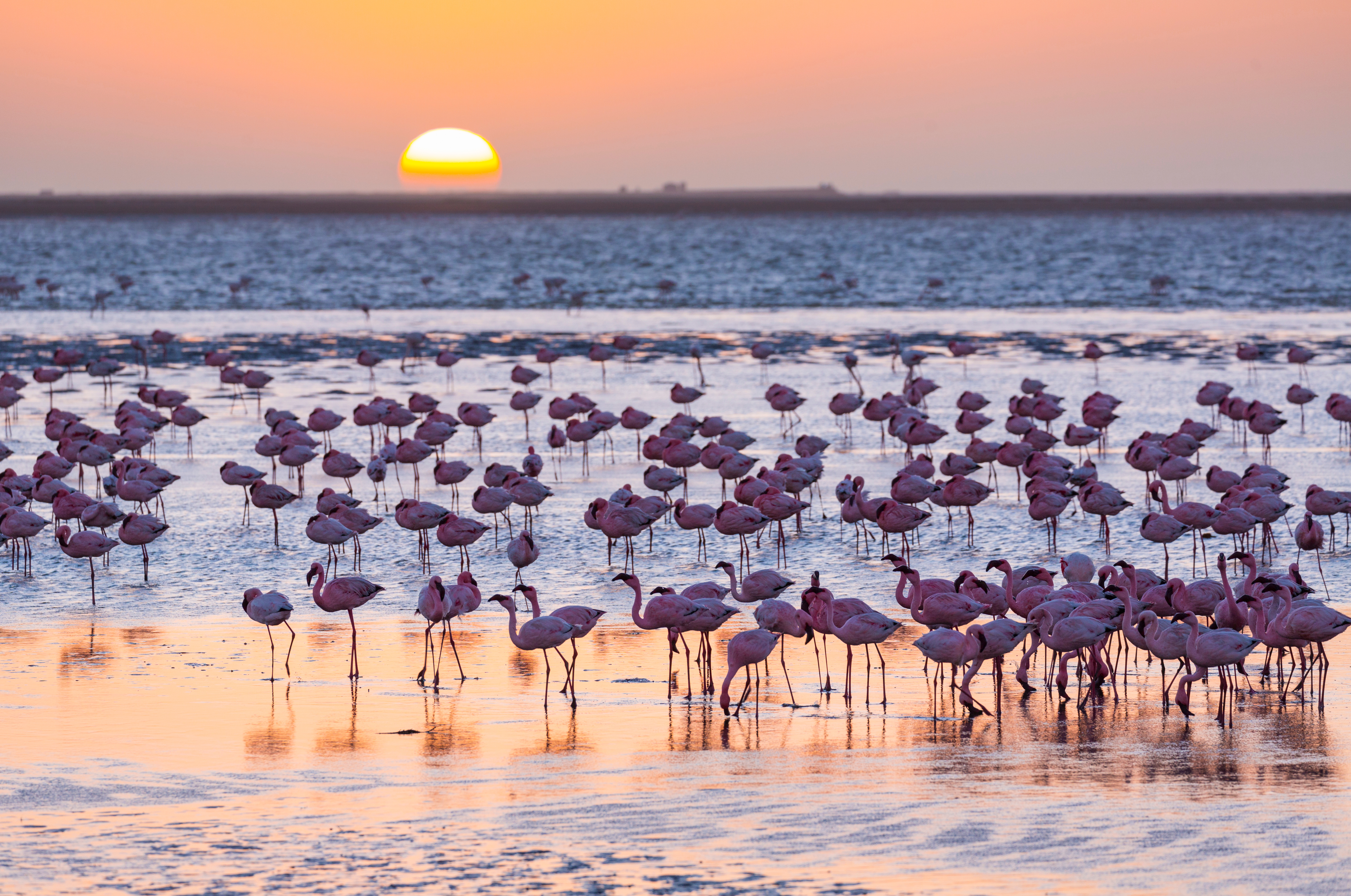Large flock of pink flamingos wading in shallow salt pan waters near Walvis Bay, Namibia, silhouetted against a rising sun