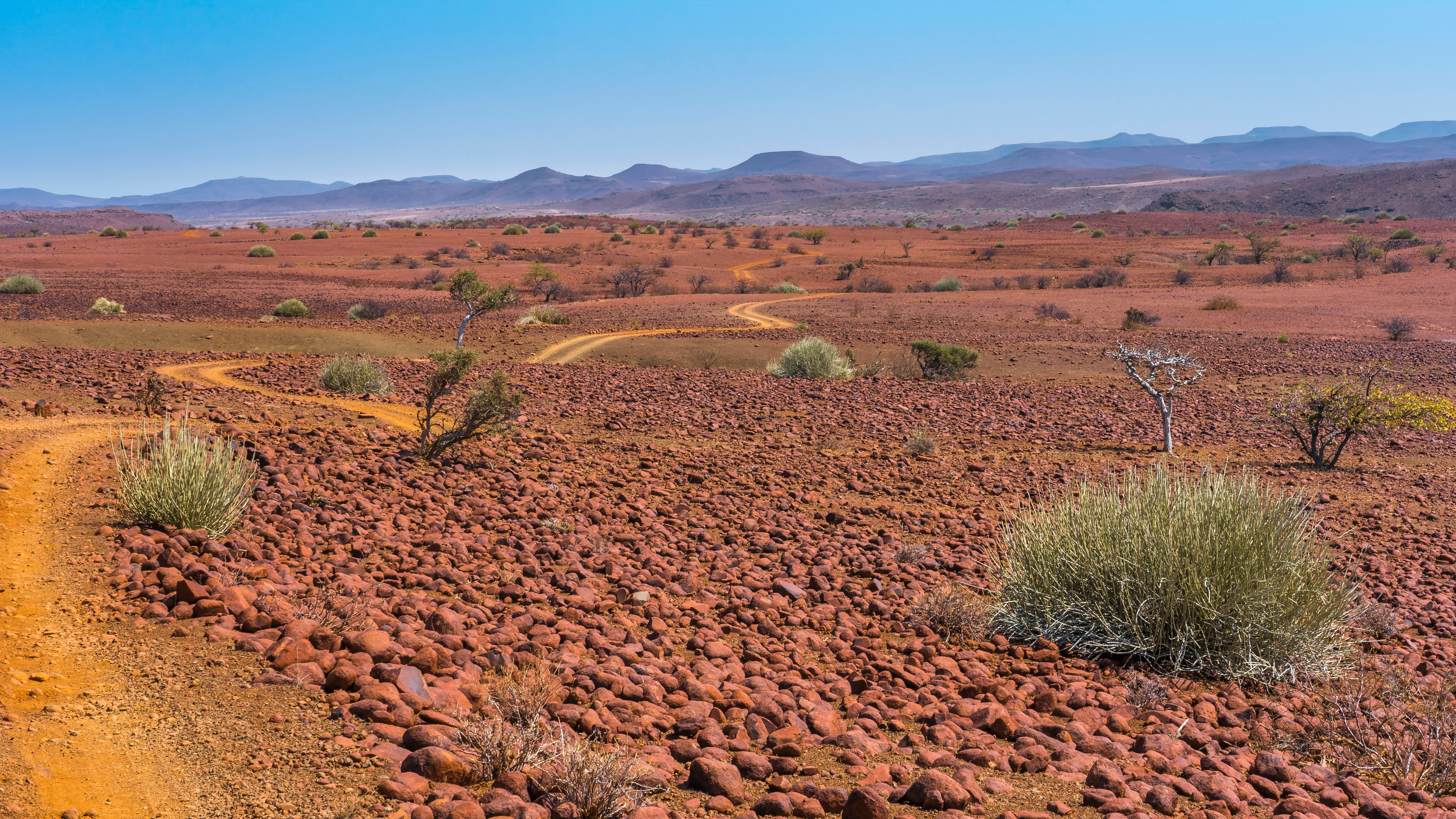 Winding dirt track crosses the stony red plains of the Palmwag Concession, with milkbushes and distant mountains in Namibia