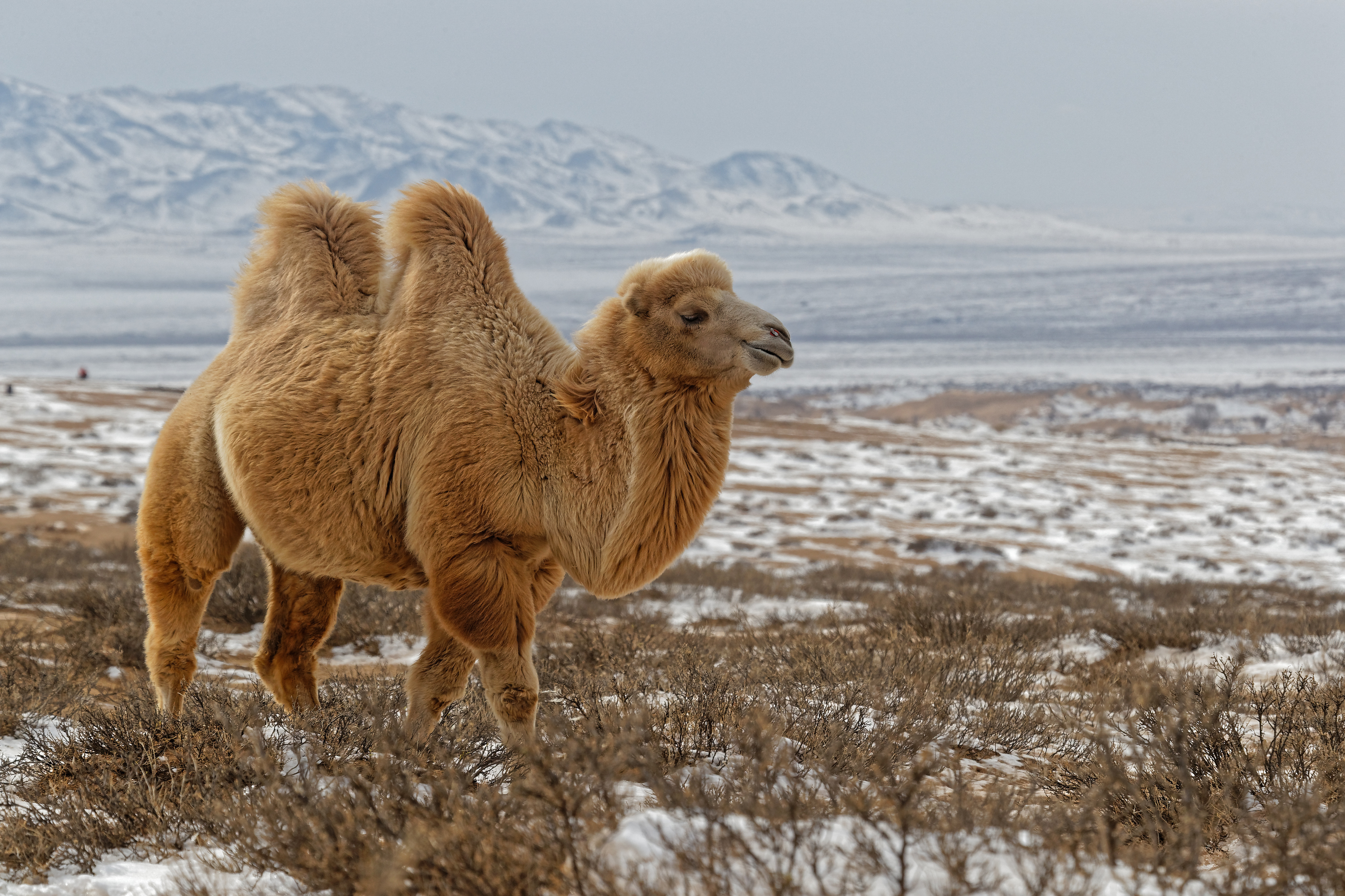 A double-humped Bactrian camel with shaggy winter coat stands in snow-dusted scrubland, mountains visible in the Gobi Desert, Mongolia