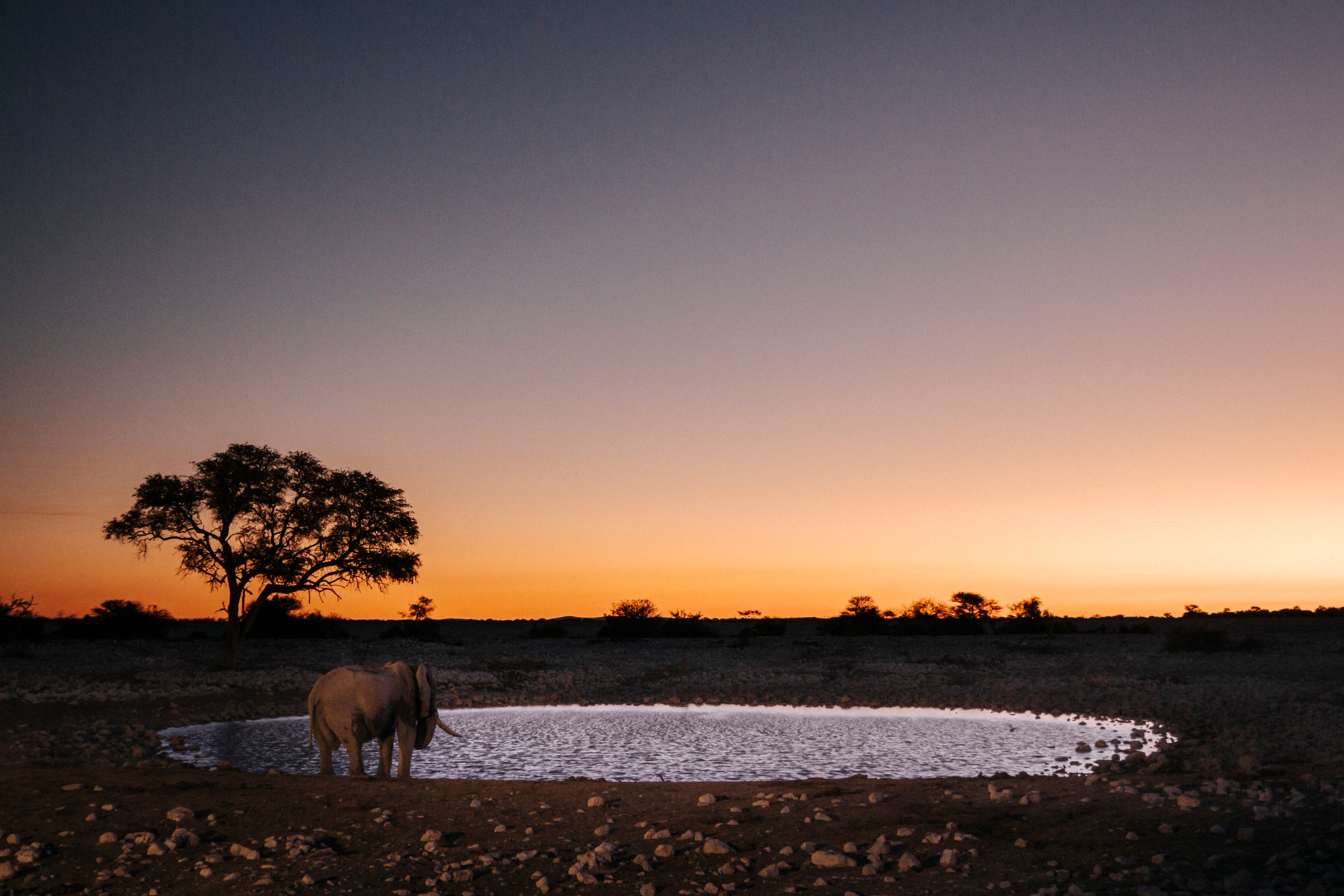 Elephant drinking at Okaukuejo waterhole at dusk, a lone acacia silhouetted beside the water, Etosha National Park, Namibia