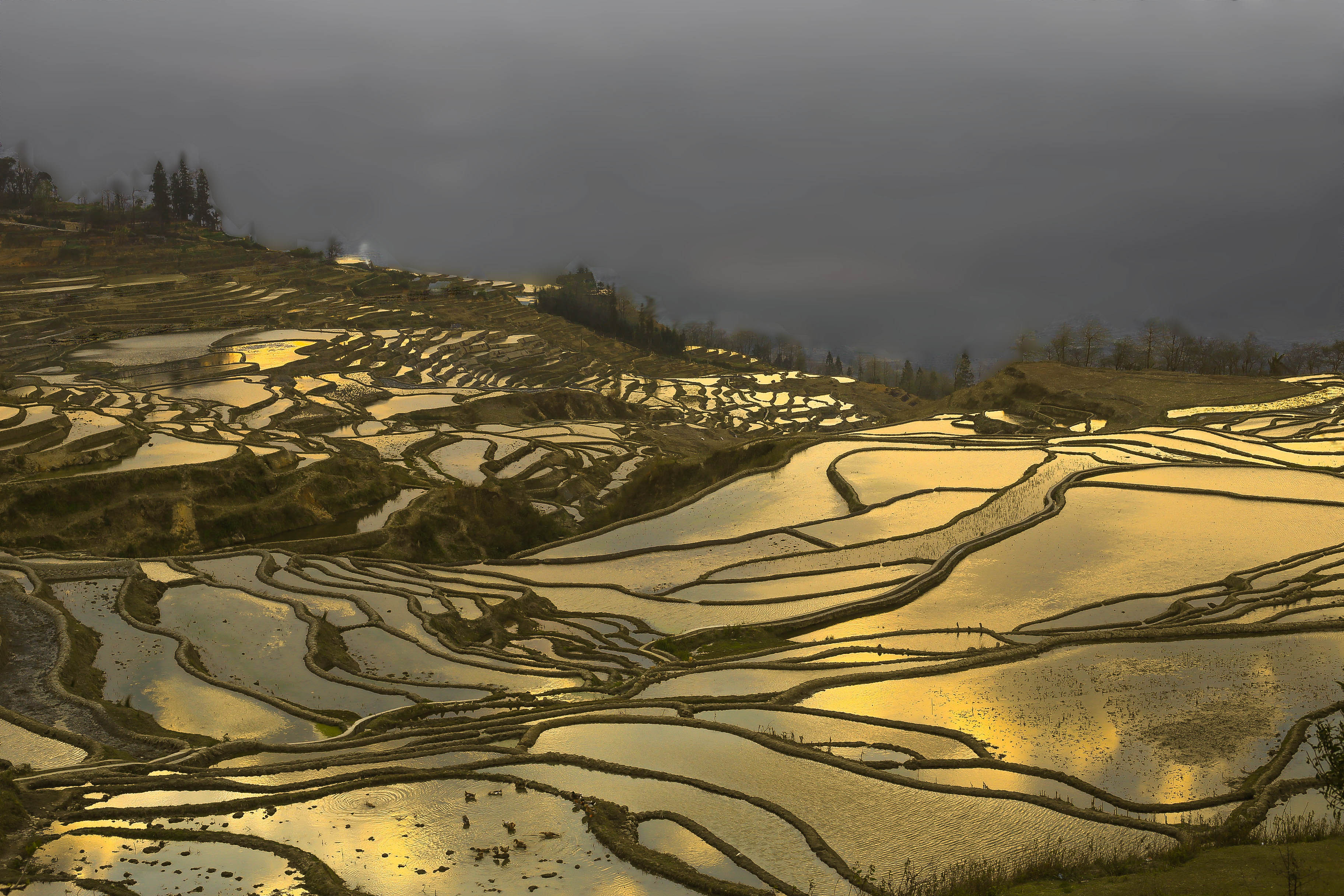 Water-filled rice terraces of the Honghe Hani terraces catch golden light against a darkening sky, their curving mud walls tracing the hillside