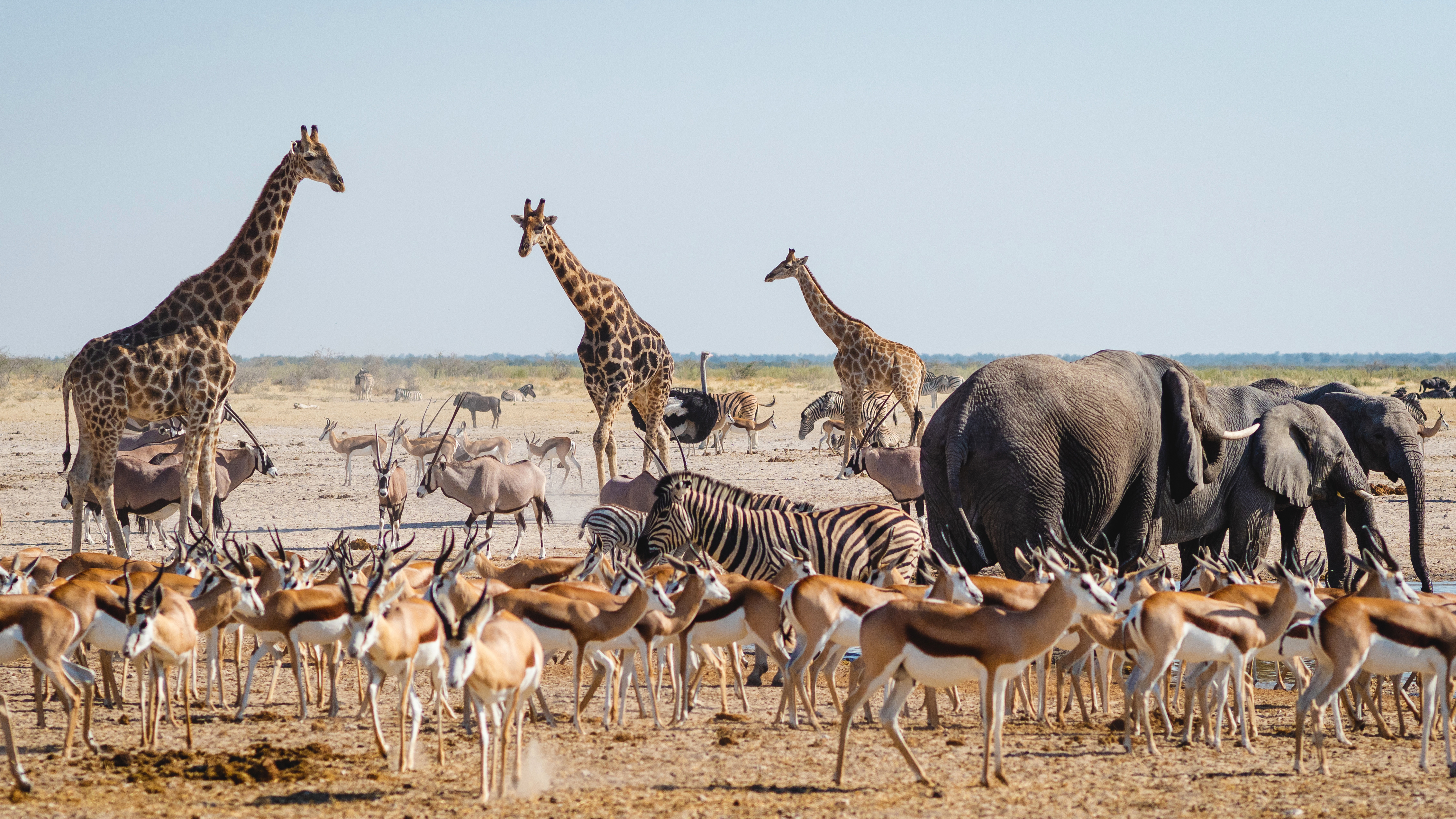 Giraffes, elephants, zebras, oryx and a large herd of springbok gather around a waterhole in Etosha National Park, Namibia