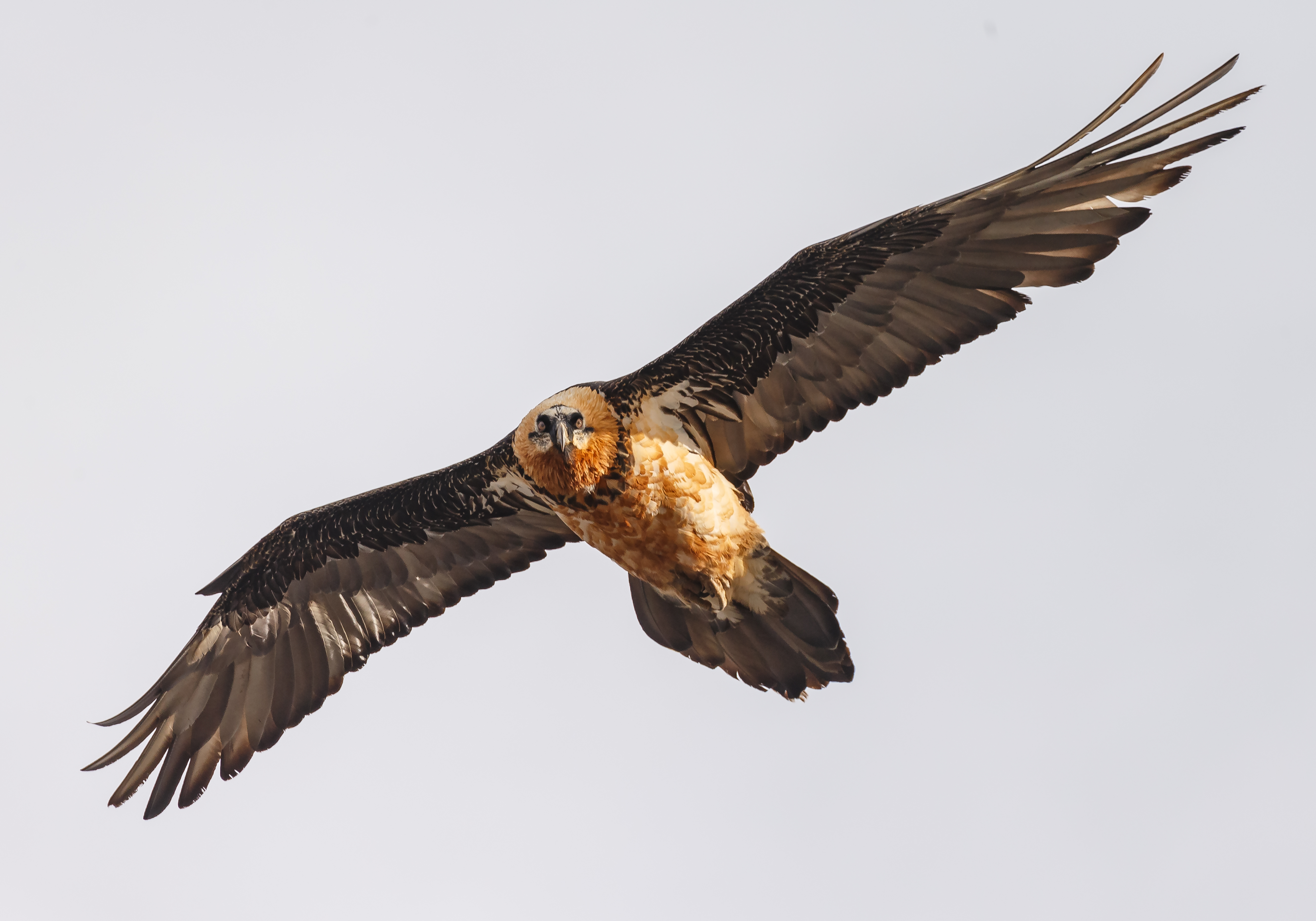 A lammergeier flies directly overhead against a pale sky, wings fully spread, with its rust-tinted head and breast catching the light, Hustai National Park, Mongolia