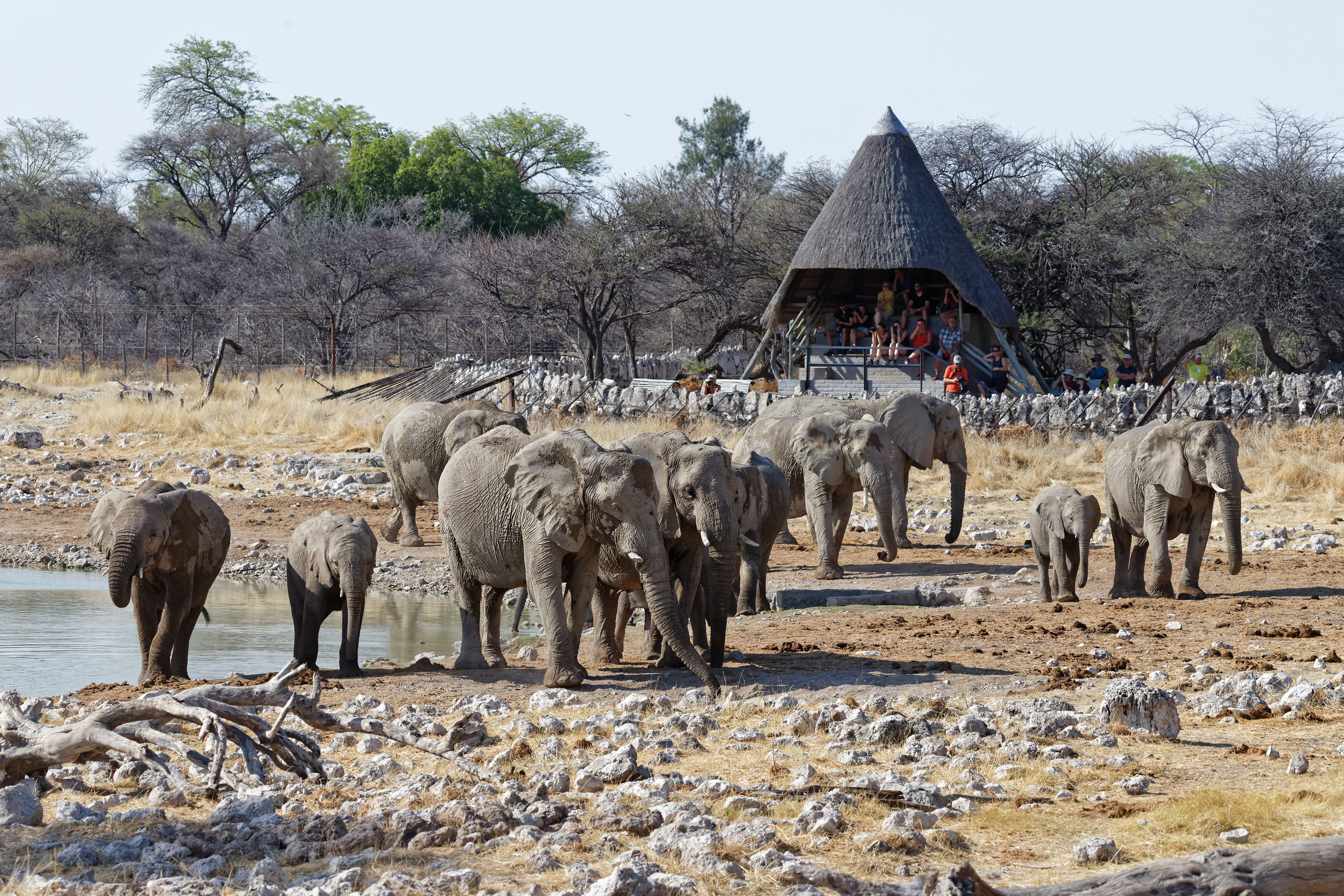 A herd of elephants of varying ages gathers at a waterhole in front of a thatched viewing shelter where visitors watch from Okaukuejo, Etosha National Park