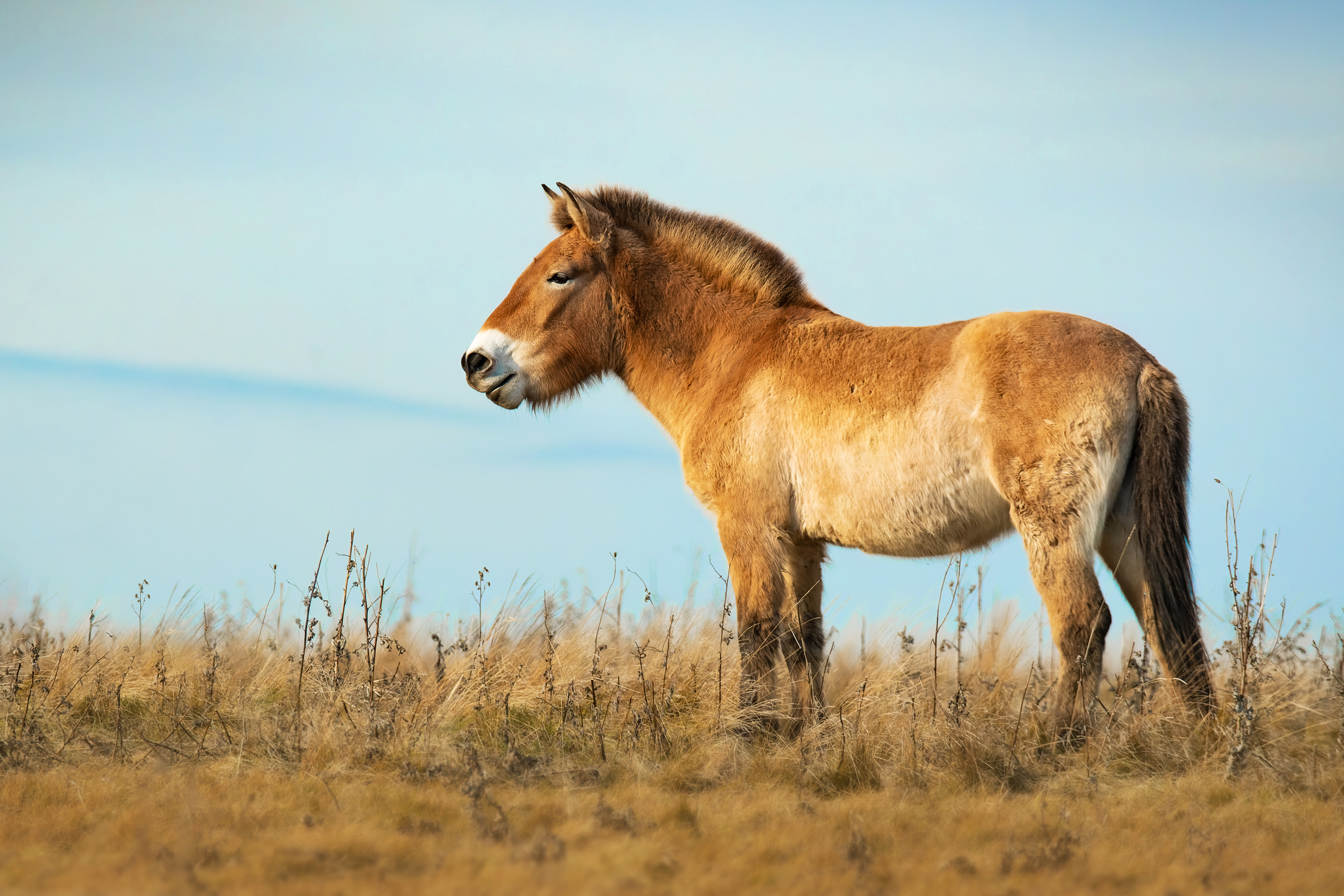 A Przewalski's horse stands in dry steppe grassland under a pale blue sky in Hustai National Park, Mongolia