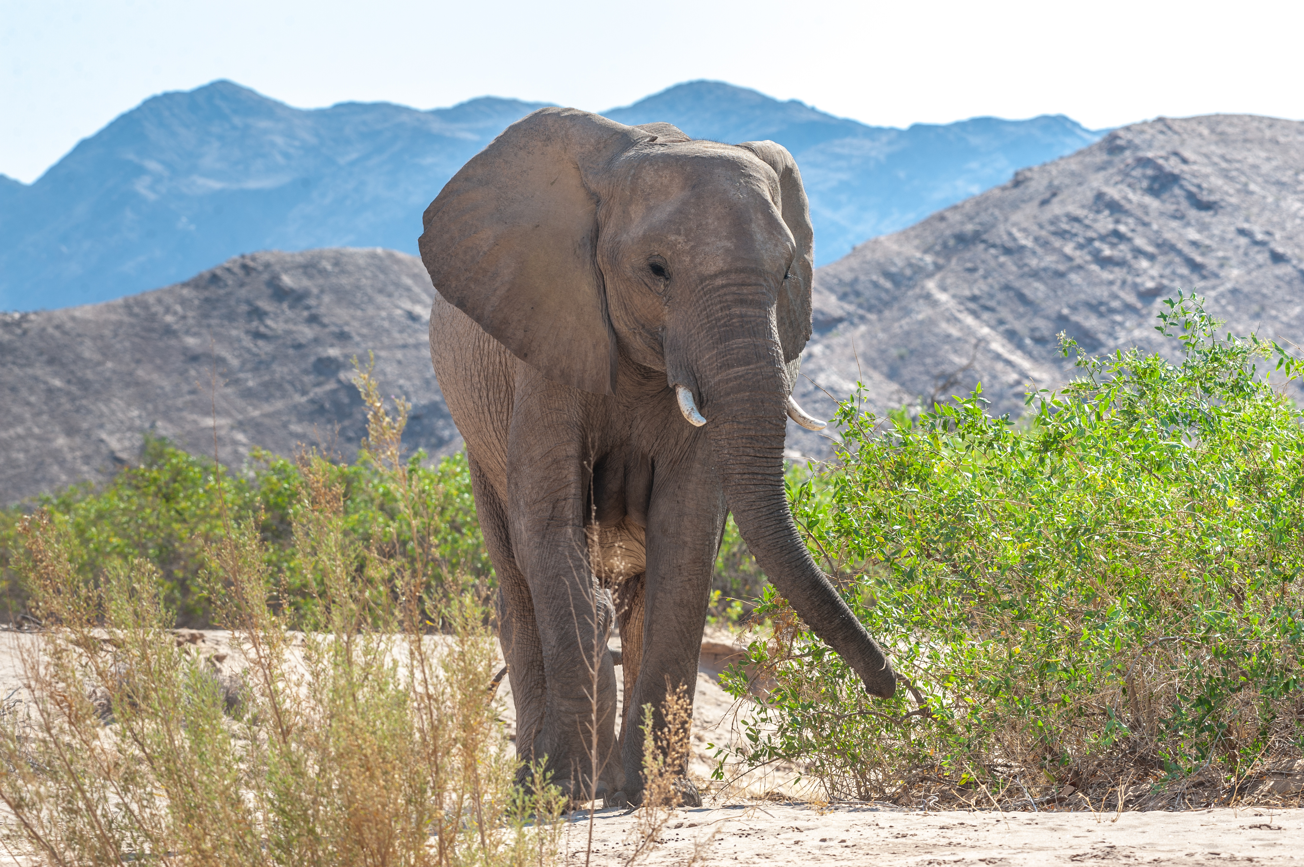 Namibia's Wild North: Private Guided Safari in Namibia
