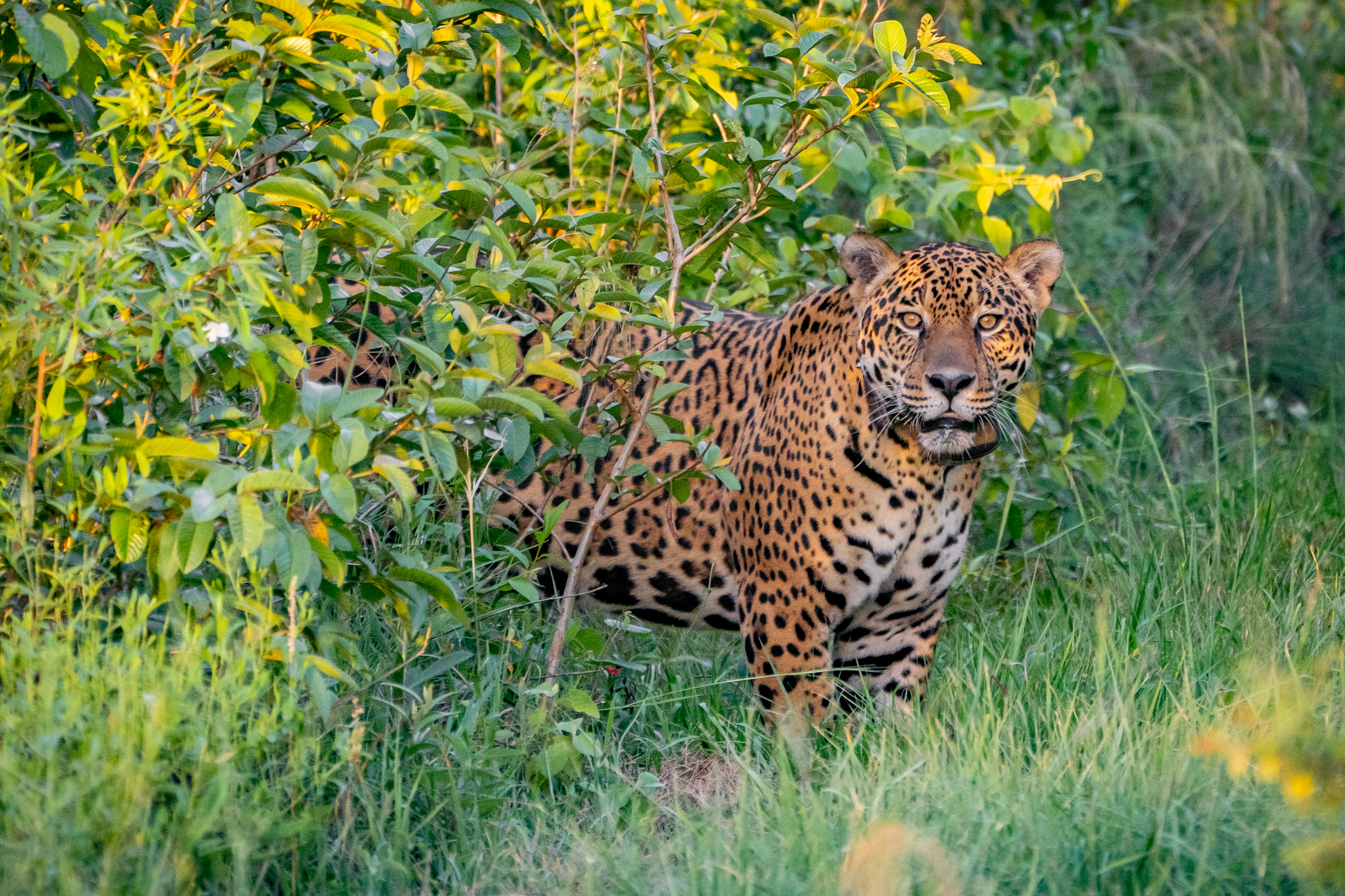 Bolivia's Wild East: Jaguars, Cloud Forest and Lost Missions in Bolivia