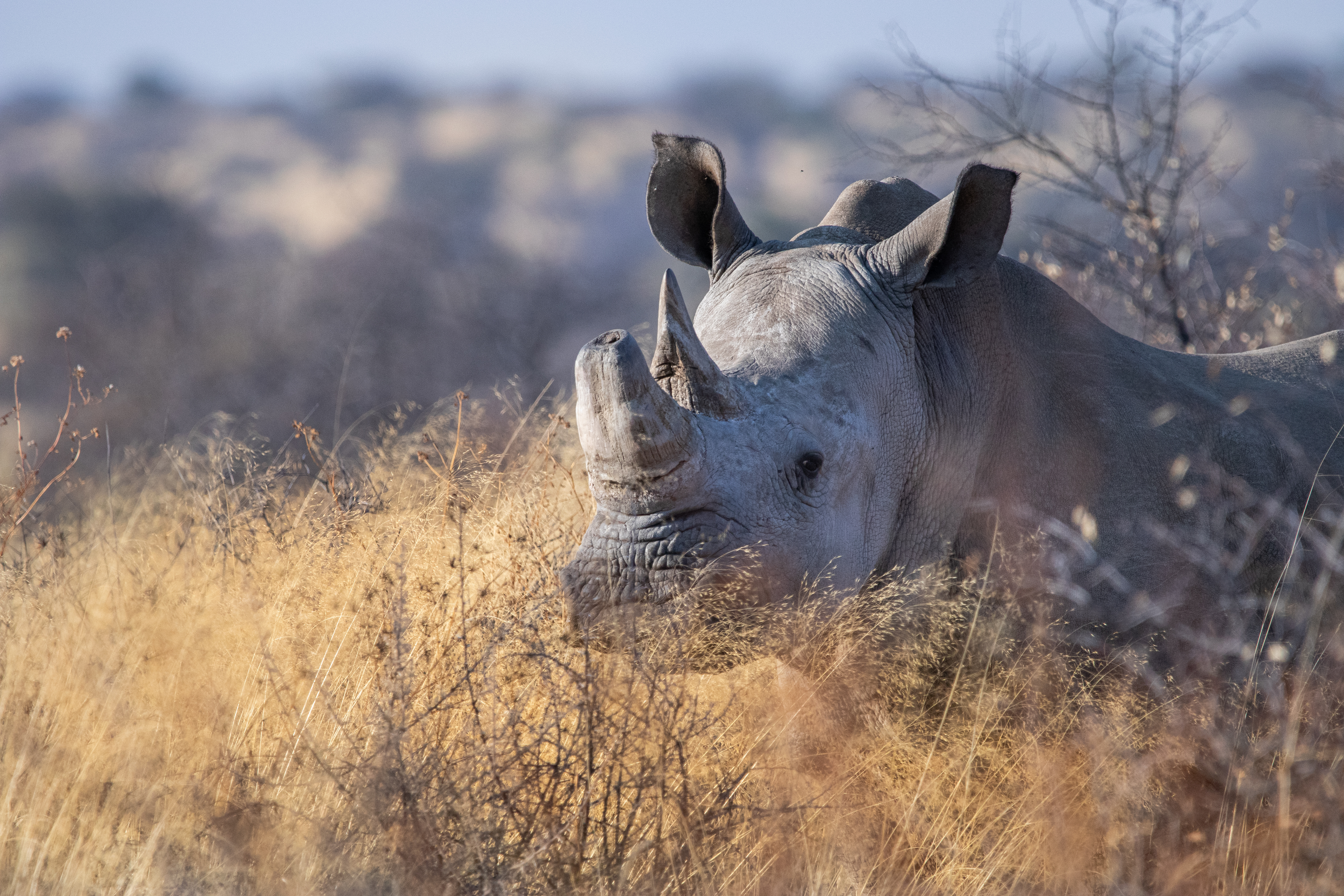 White rhino with a long curved horn raises its head above dry golden grass at Otjiwa game farm, Namibia