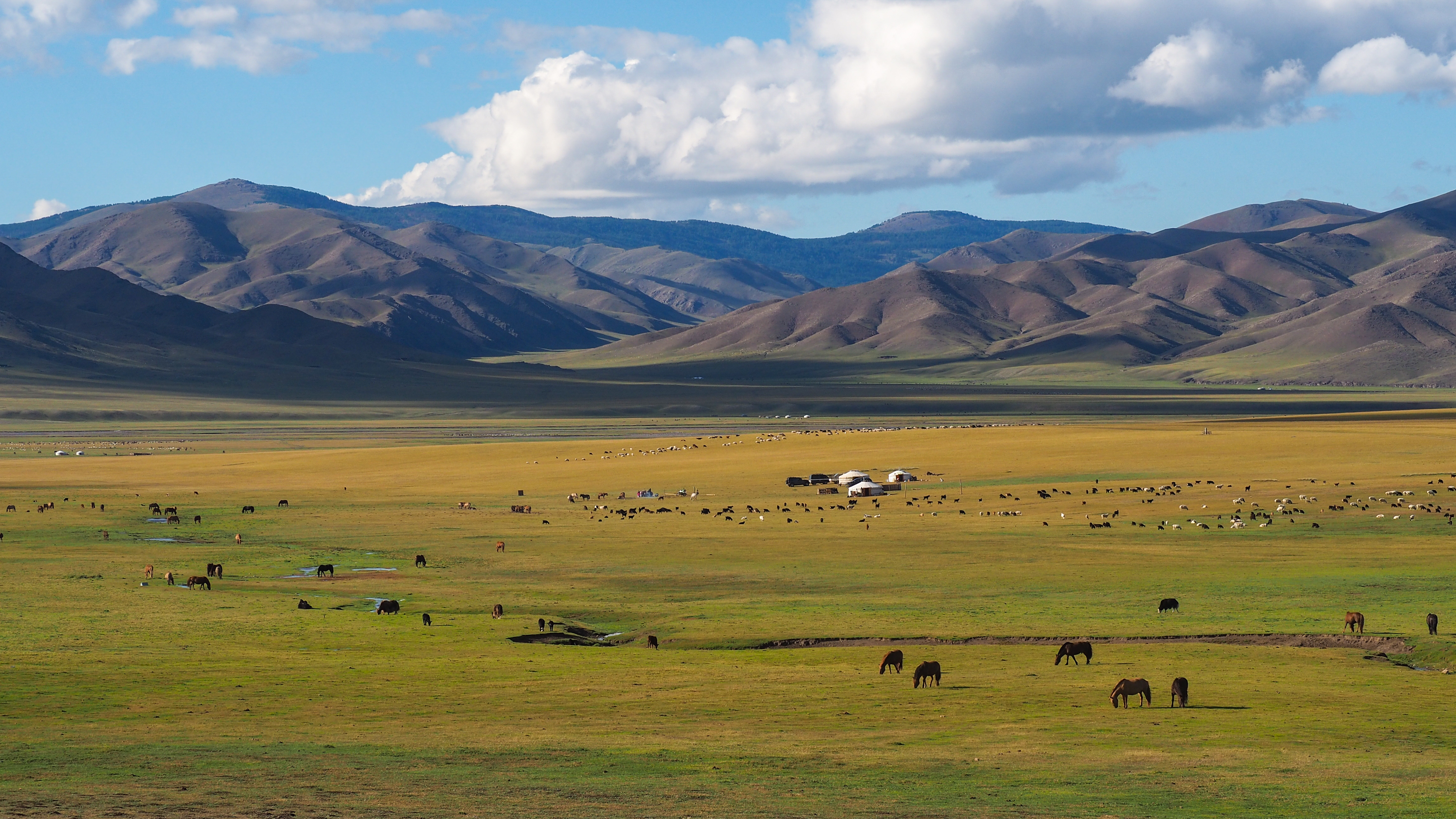 Horses graze on grassland in Orkhon Valley, Mongolia, with scattered gers and livestock before a range of mountains