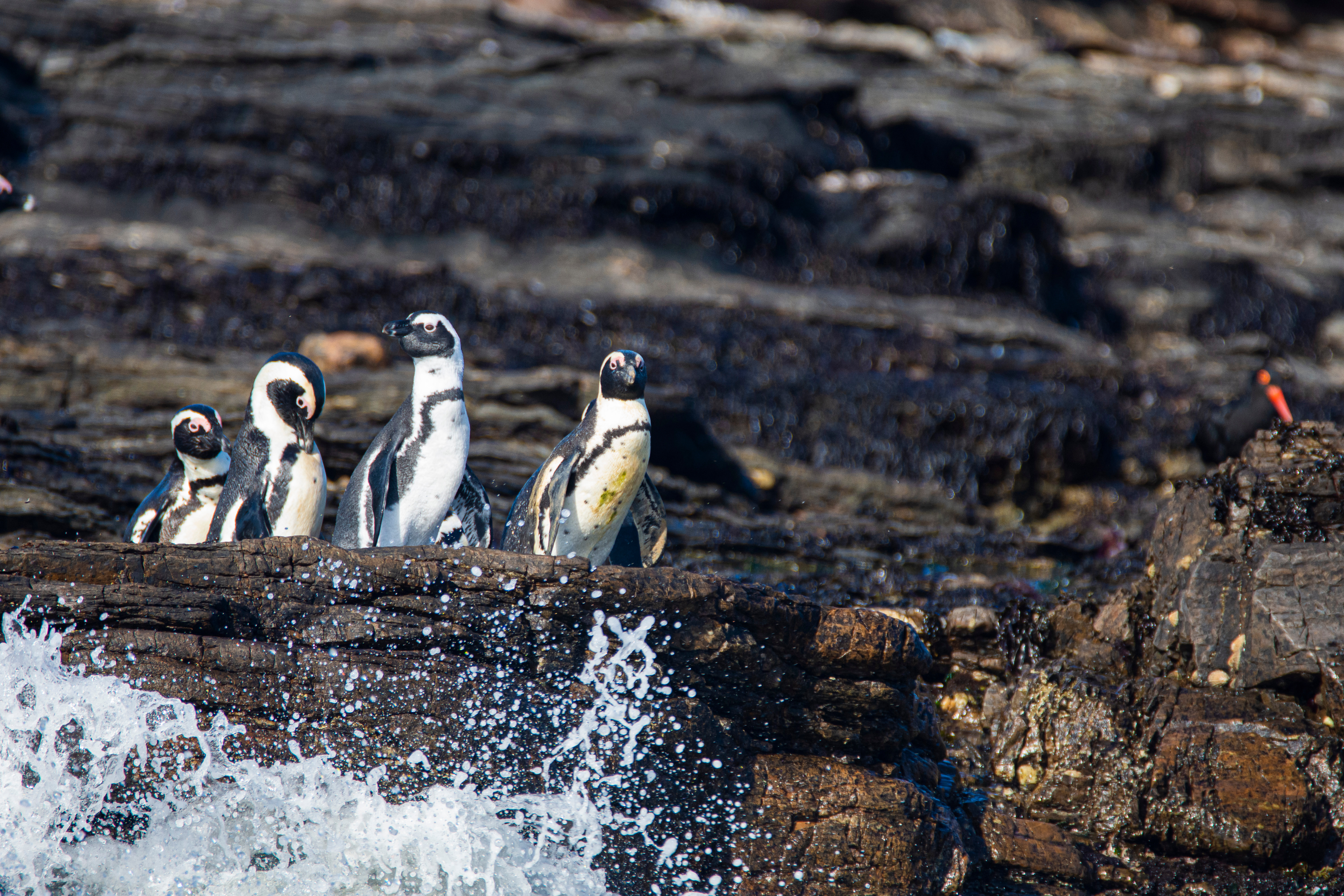Four African penguins stand on dark rocks on Halifax Island as a wave breaks and splashes below them