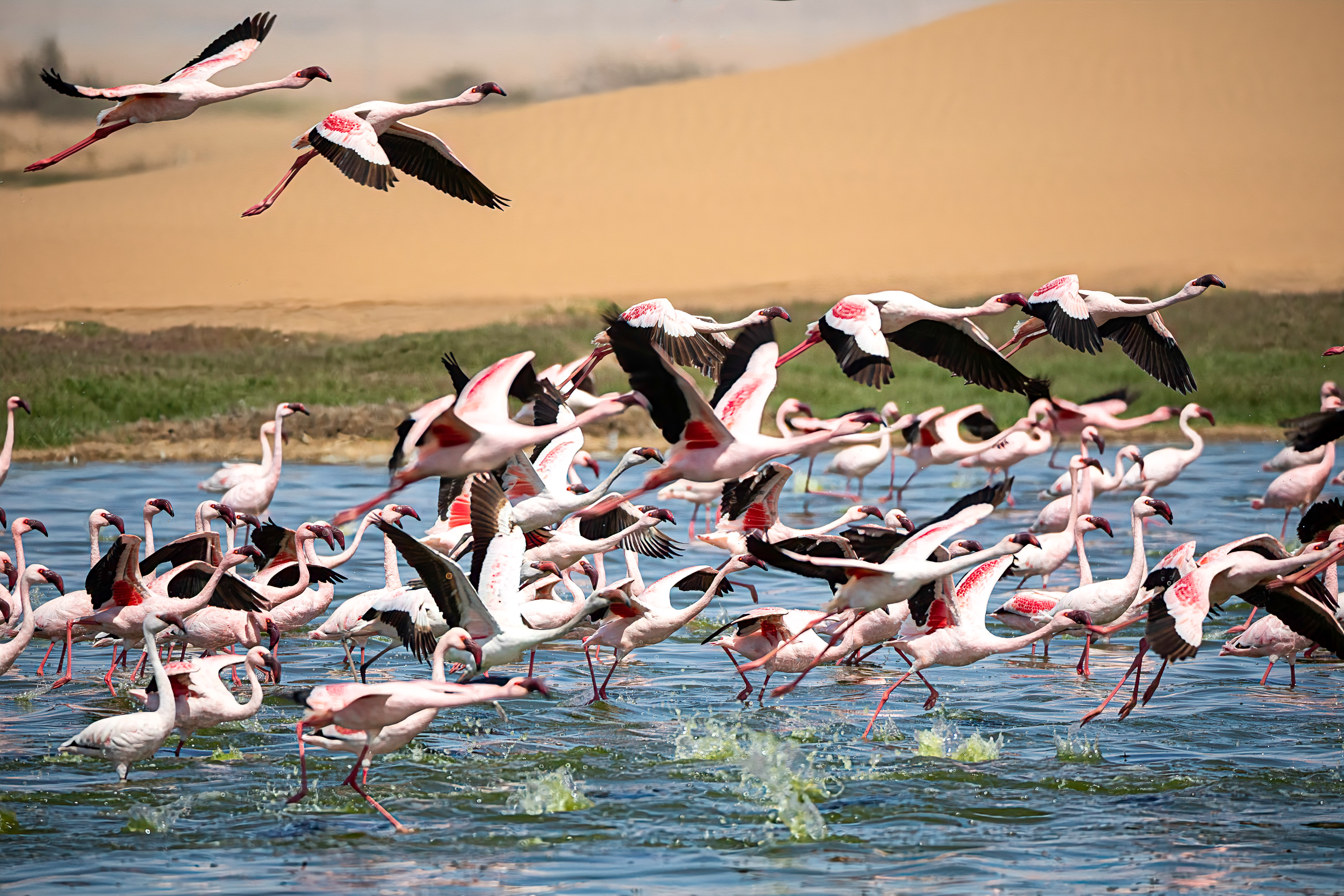 A large flock of flamingos wades and takes flight over shallow lagoon water at Walvis Bay, with sand dunes rising behind