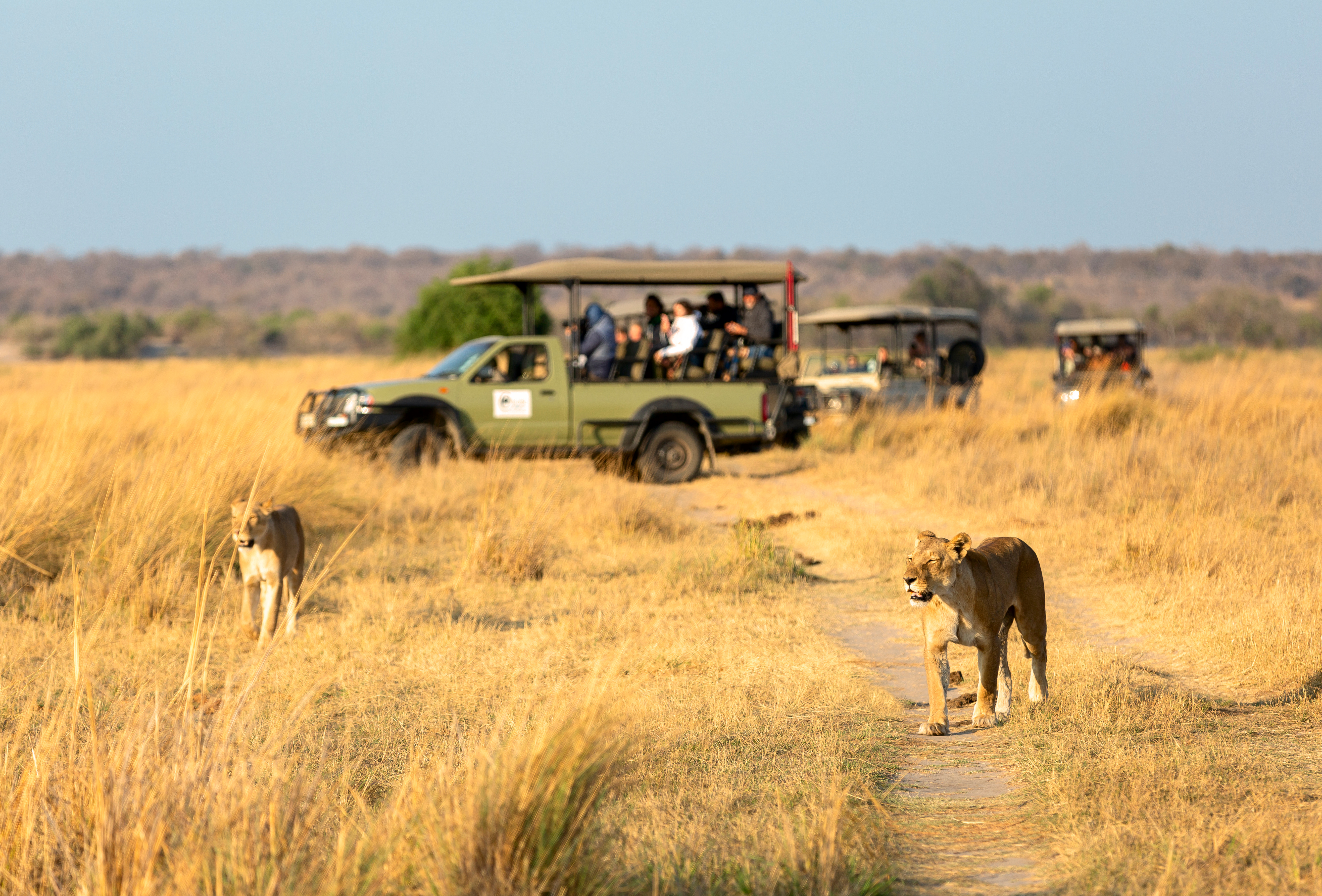 Two lionesses walk through golden grass near safari vehicles full of tourists in Etosha National Park, Namibia