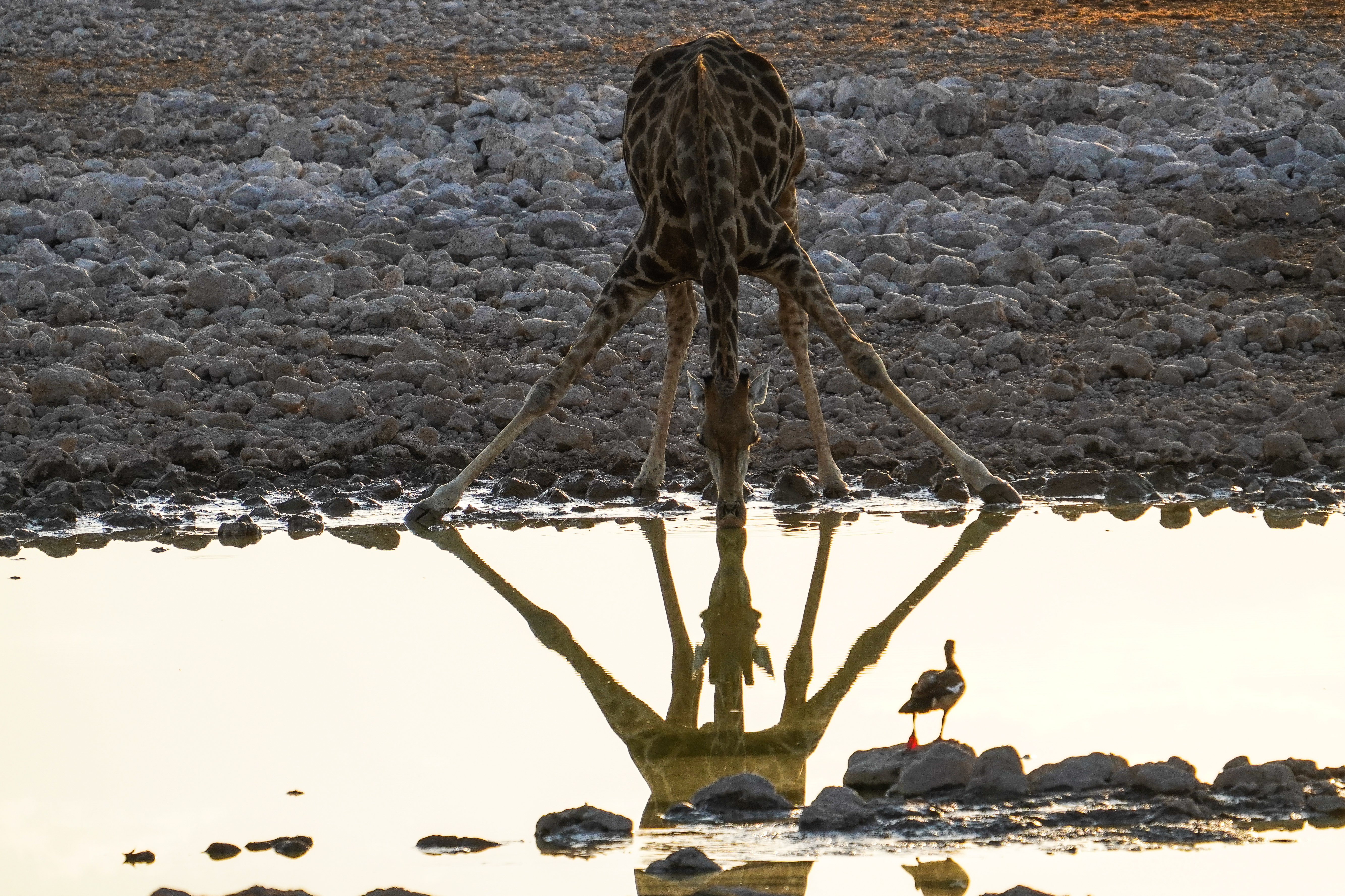 Giraffe bends to drink at Okaukuejo waterhole in Etosha National Park, Namibia, its reflection mirrored in the water beside a small wading bird