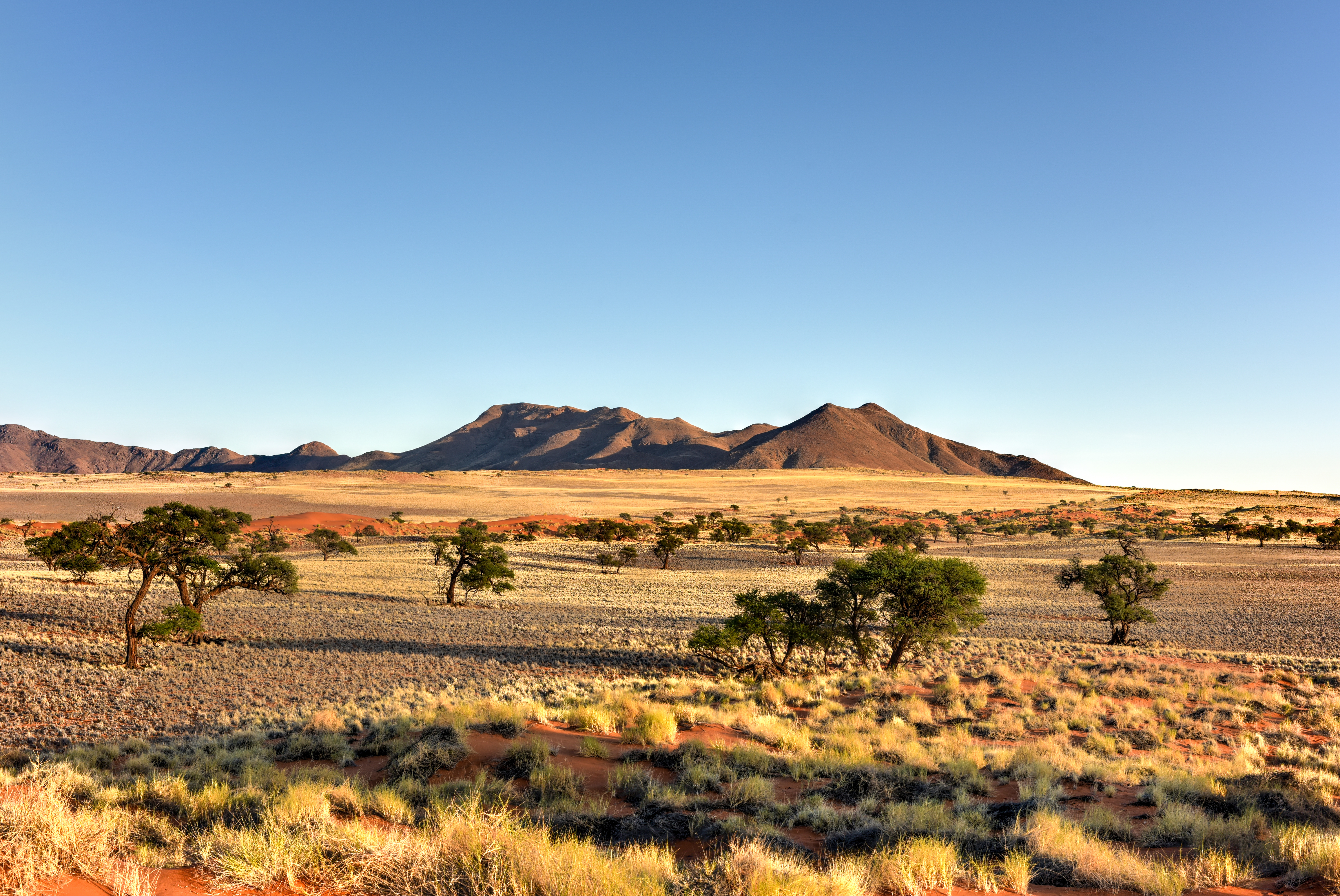 Golden grassland dotted with camelthorn trees in the NamibRand Nature Reserve, Namibia, with rugged mountains rising under a clear blue sky