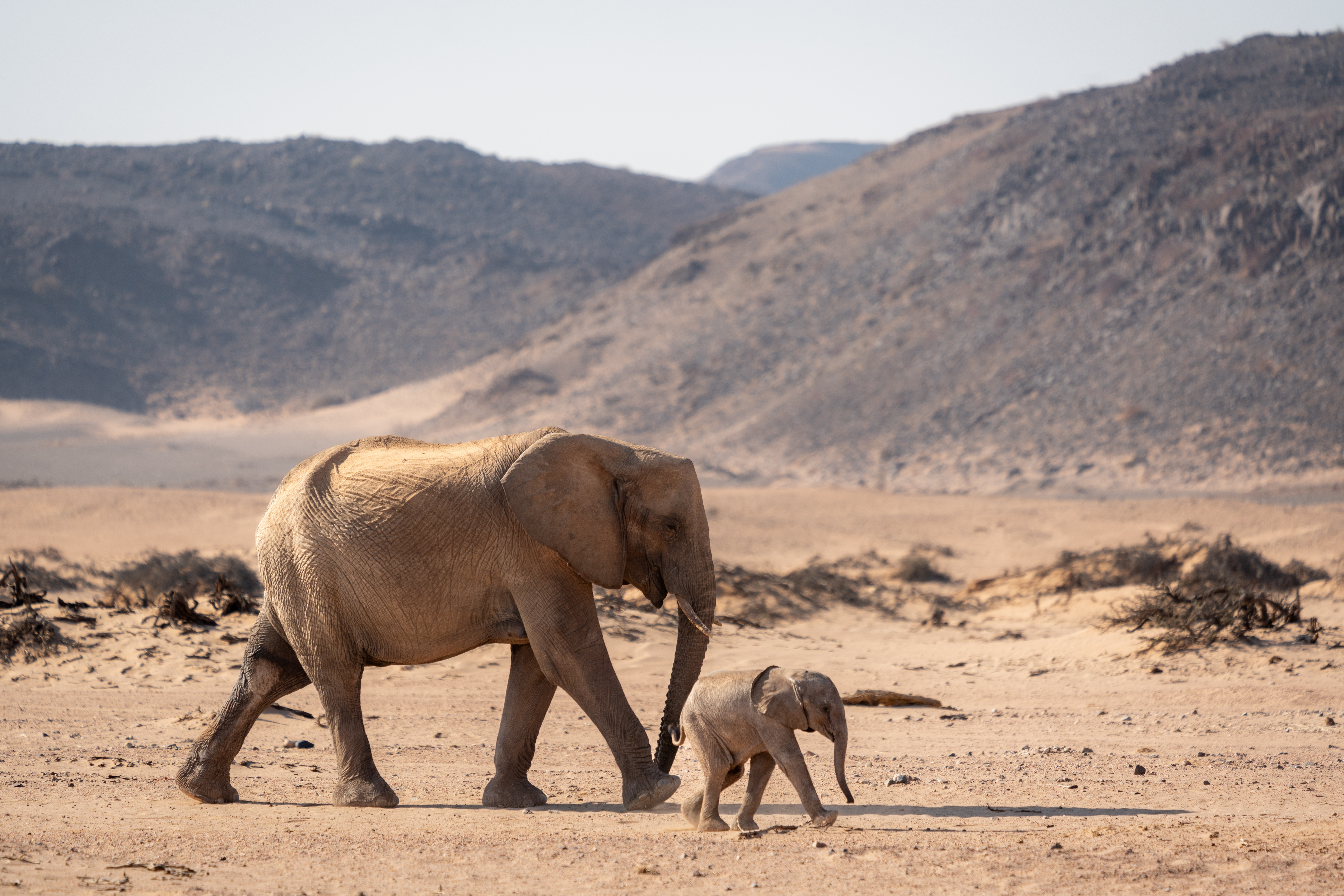 Adult desert-adapted elephant and calf walking across sand with rocky mountains behind them in Damaraland, Namibia