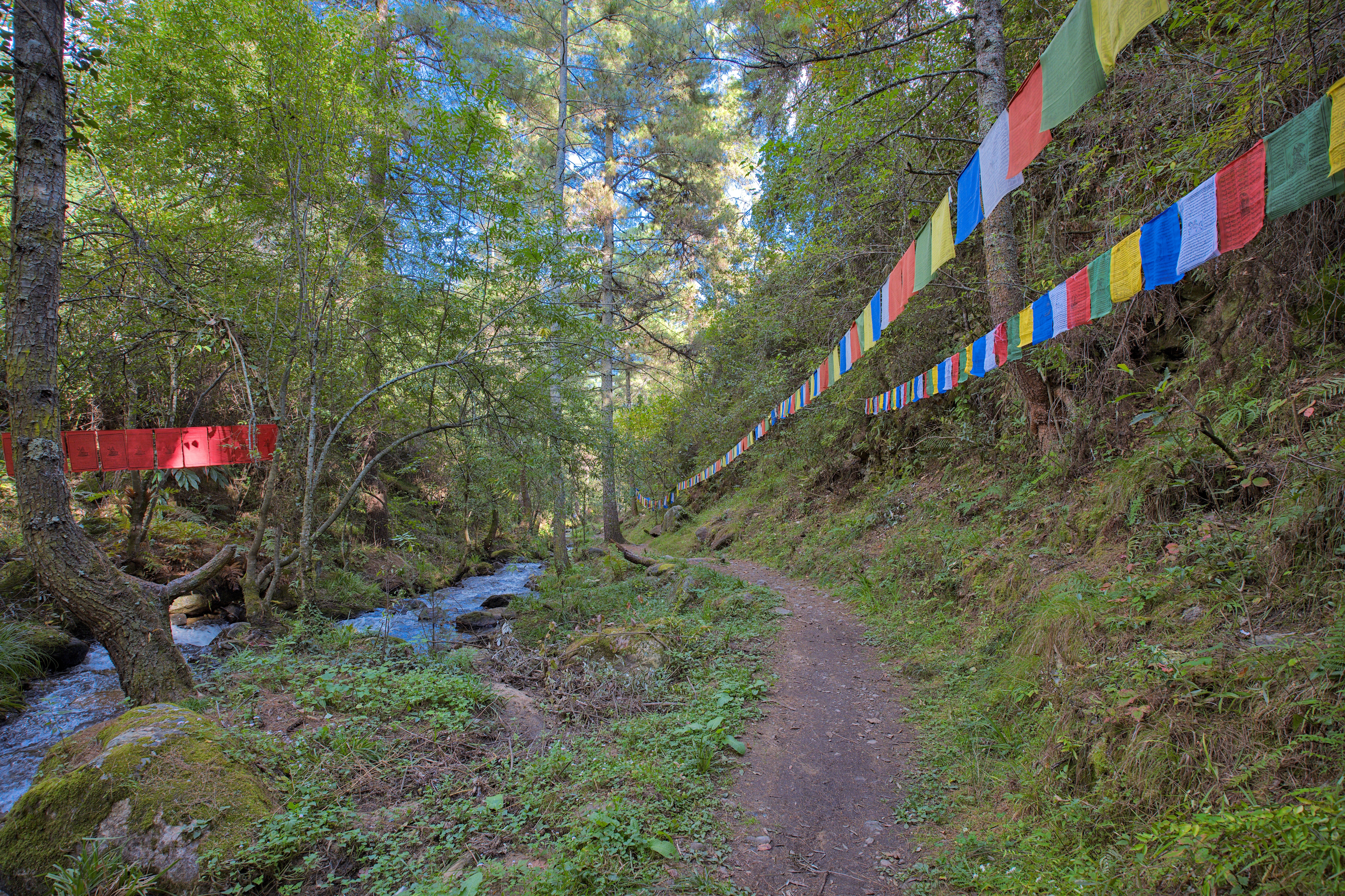 Ancient Takin Trail in Bhutan