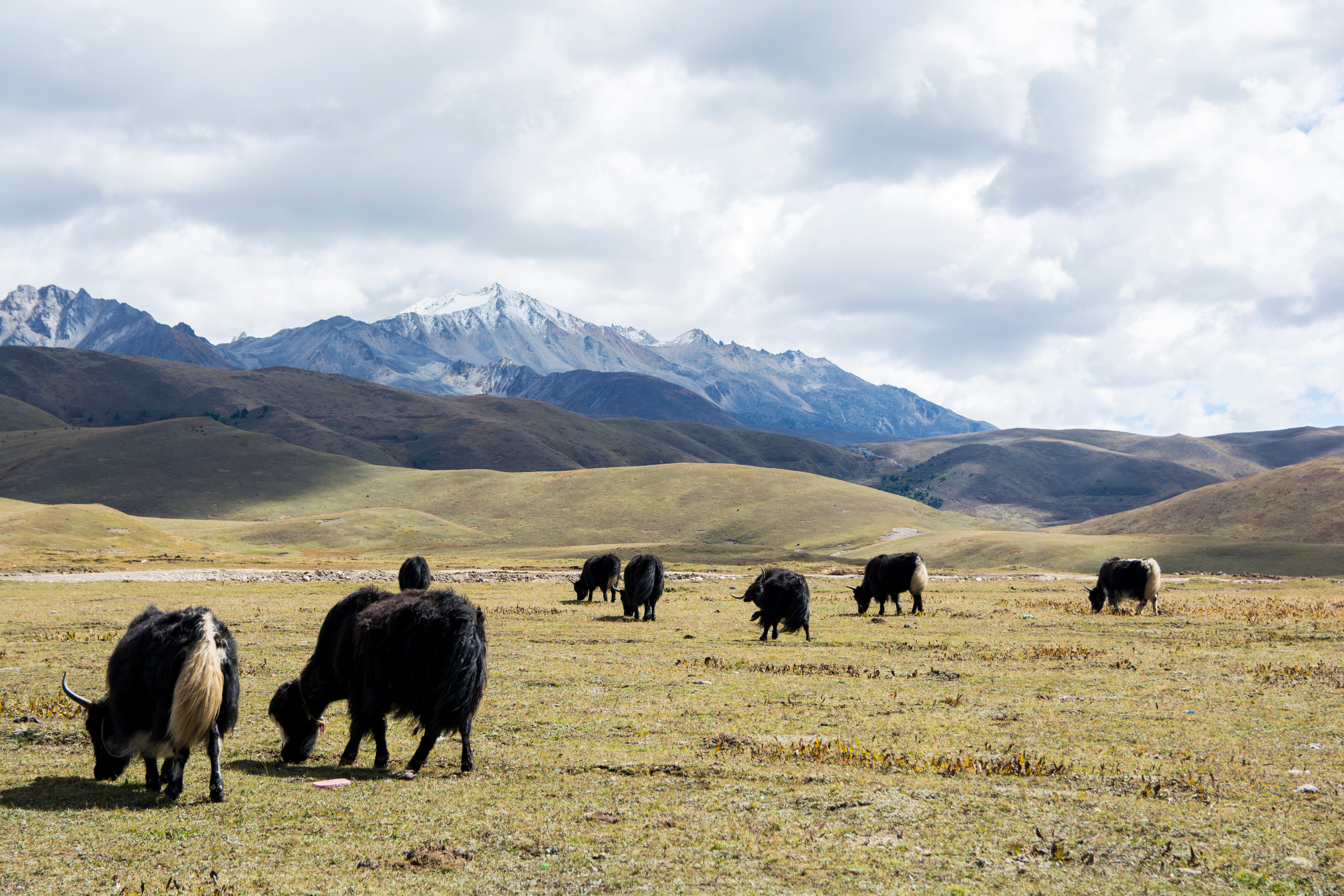 Herd of black yaks grazing on grassland above Tagong, with snow-dusted peaks of Zhara Lhatse rising behind rolling hills