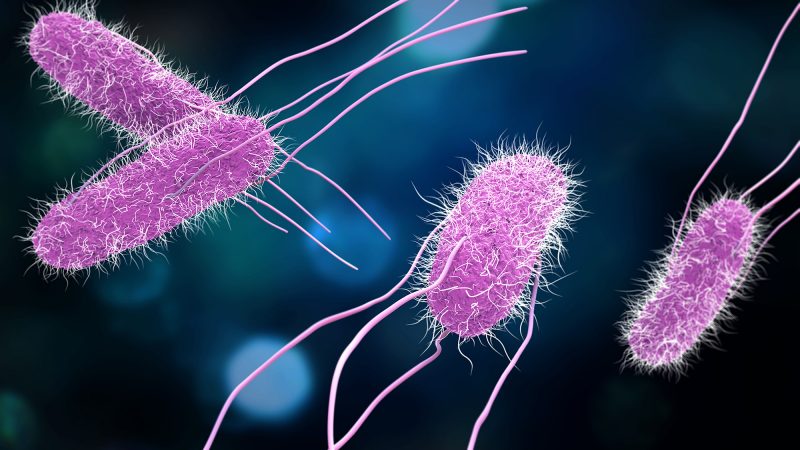3D illustration of Salmonella Bacteria. Medicine concept.