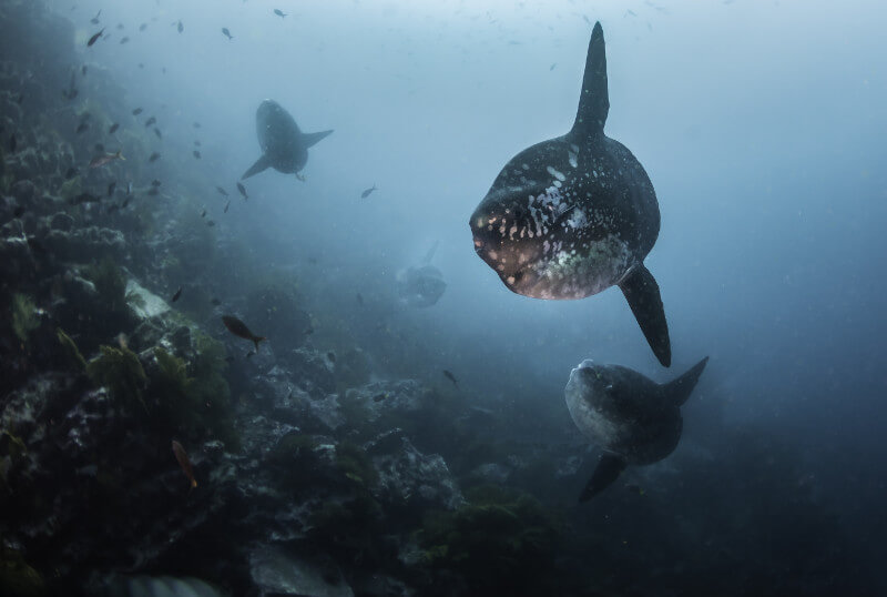 Peces mola mola.