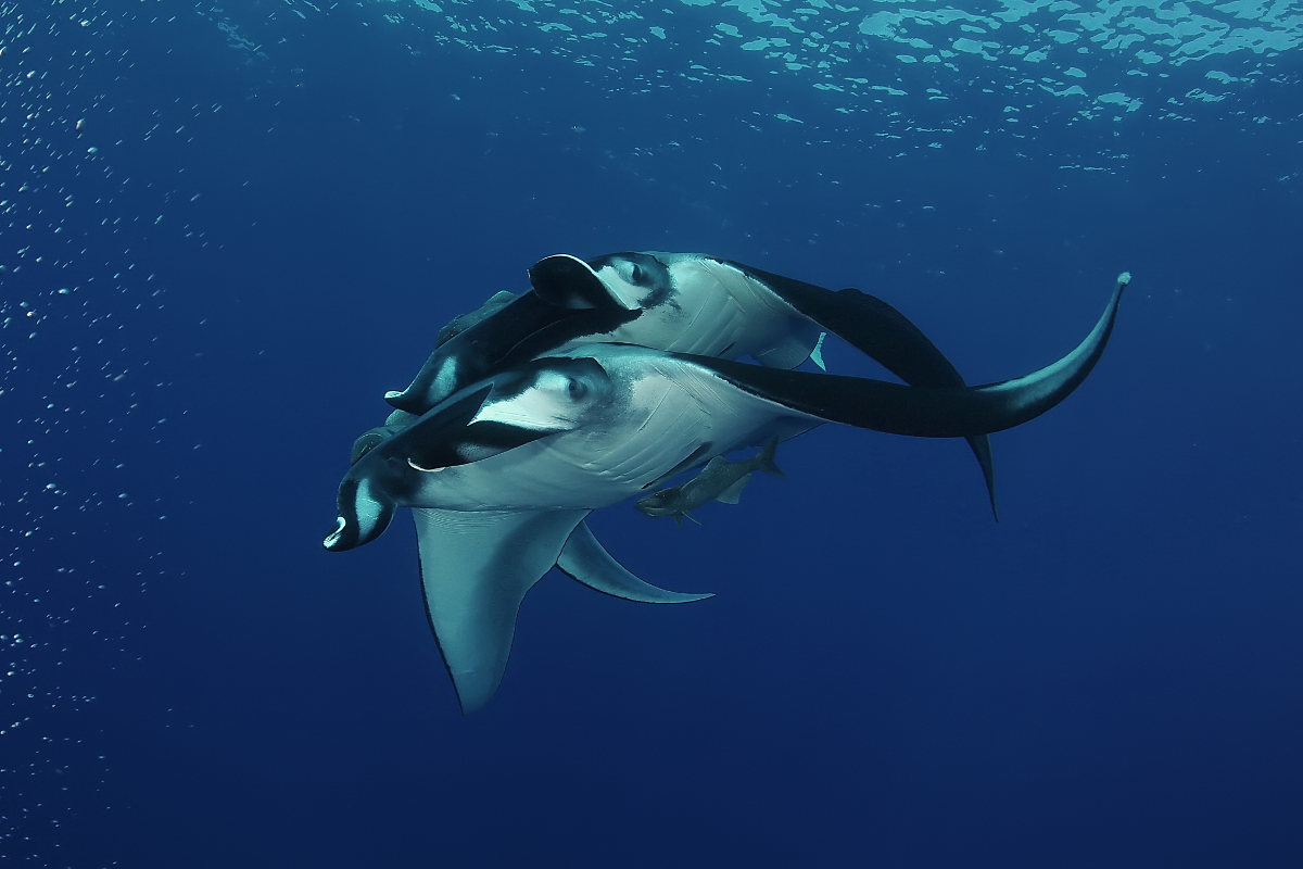 Mantarraya.