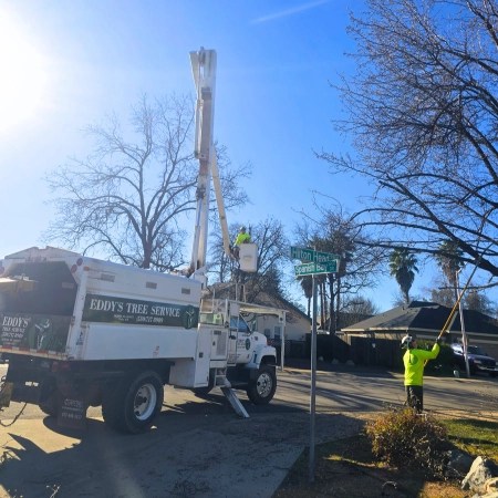 David Eddy trimming a tree on a street corner with the company truck parked nearby