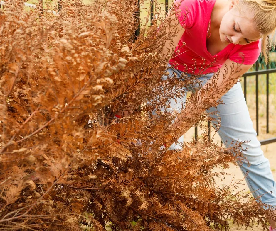 Defensible space in Redding, CA