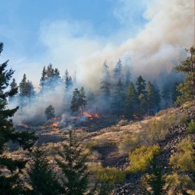 Tree Removal and Wildfire Defense in Shasta County can prevent wildfires from spreading like the Zogg Fire