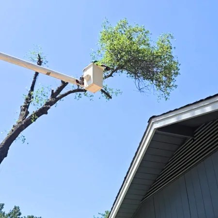 Eddy's Tree Service crew providing residential fall tree trimming in Redding, Ca