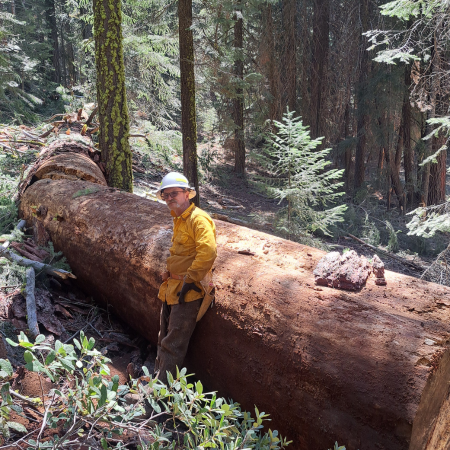 Forestry worker in a yellow jacket and helmet standing beside a large fallen log in a dense forest.