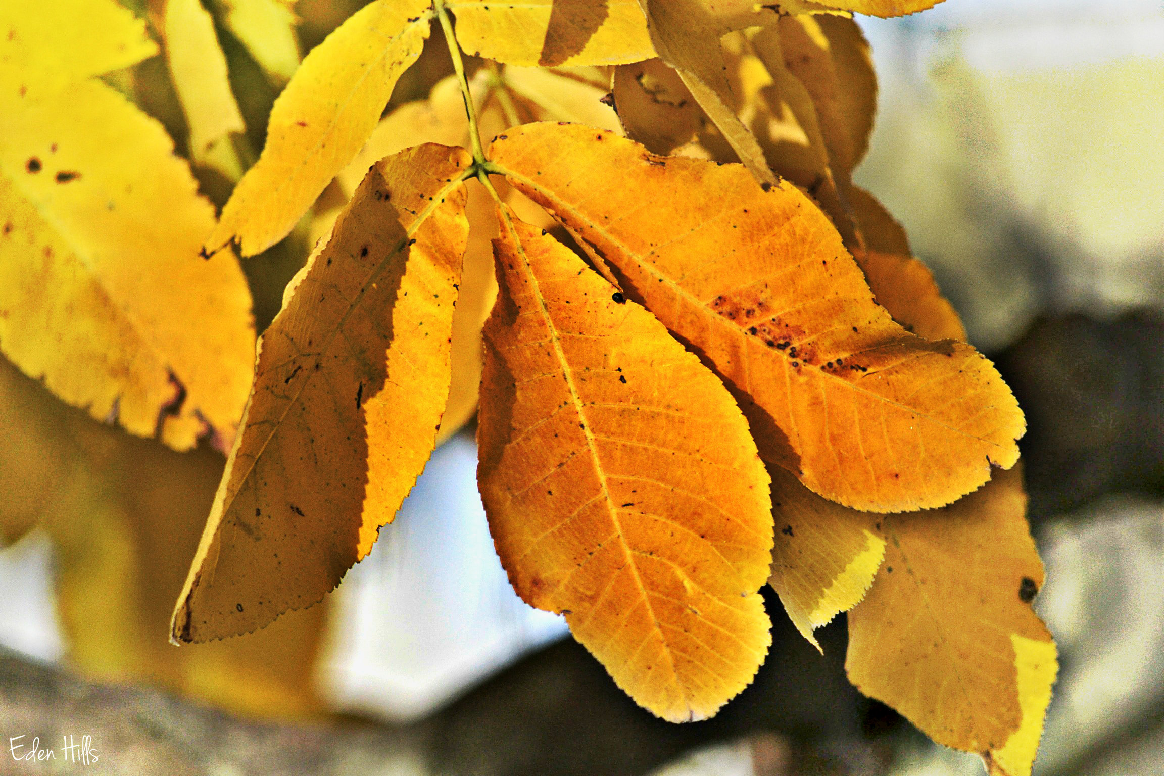 How To Identify Shagbark Hickory Trees Youtube