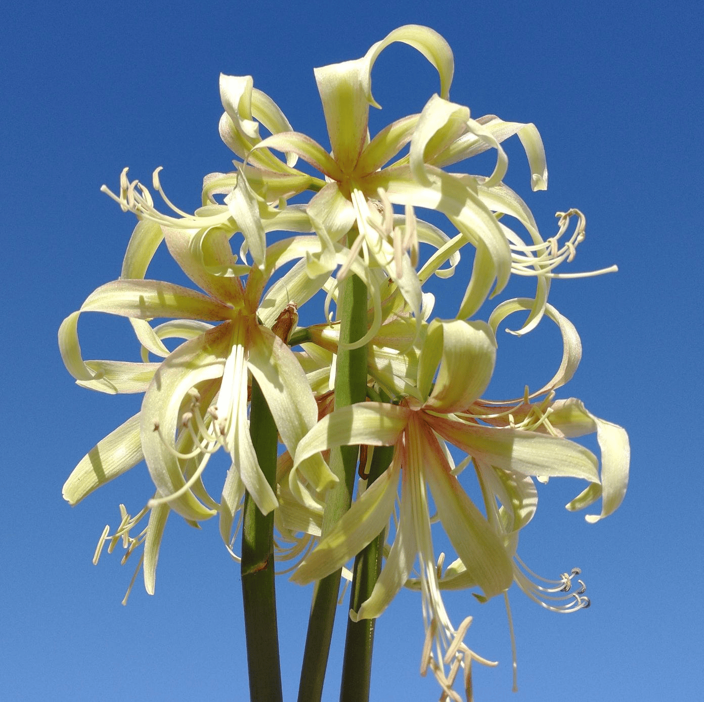 Welcome to Edens Blooms