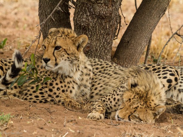 Nedile Lodge Vaalwater Compare Deals