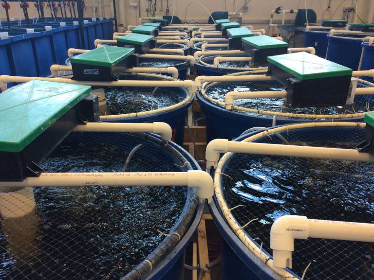 Row of aquaculture fish tanks