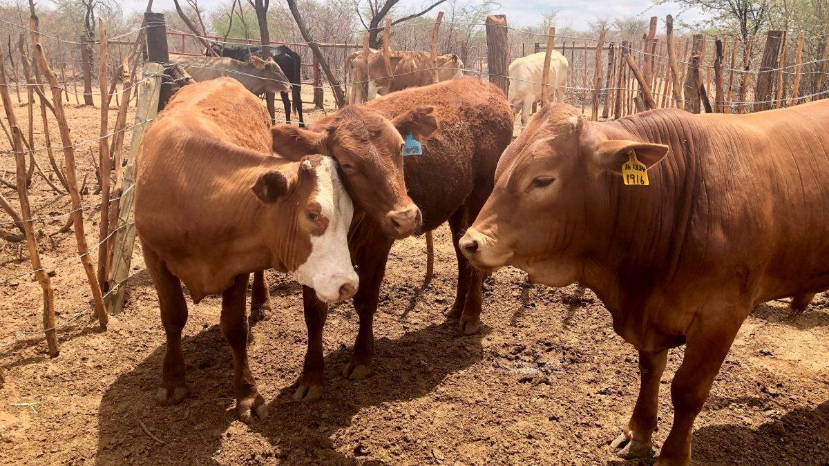 Botswanan Cattle Farms Face Copper Mining and Drought Edge Effects
