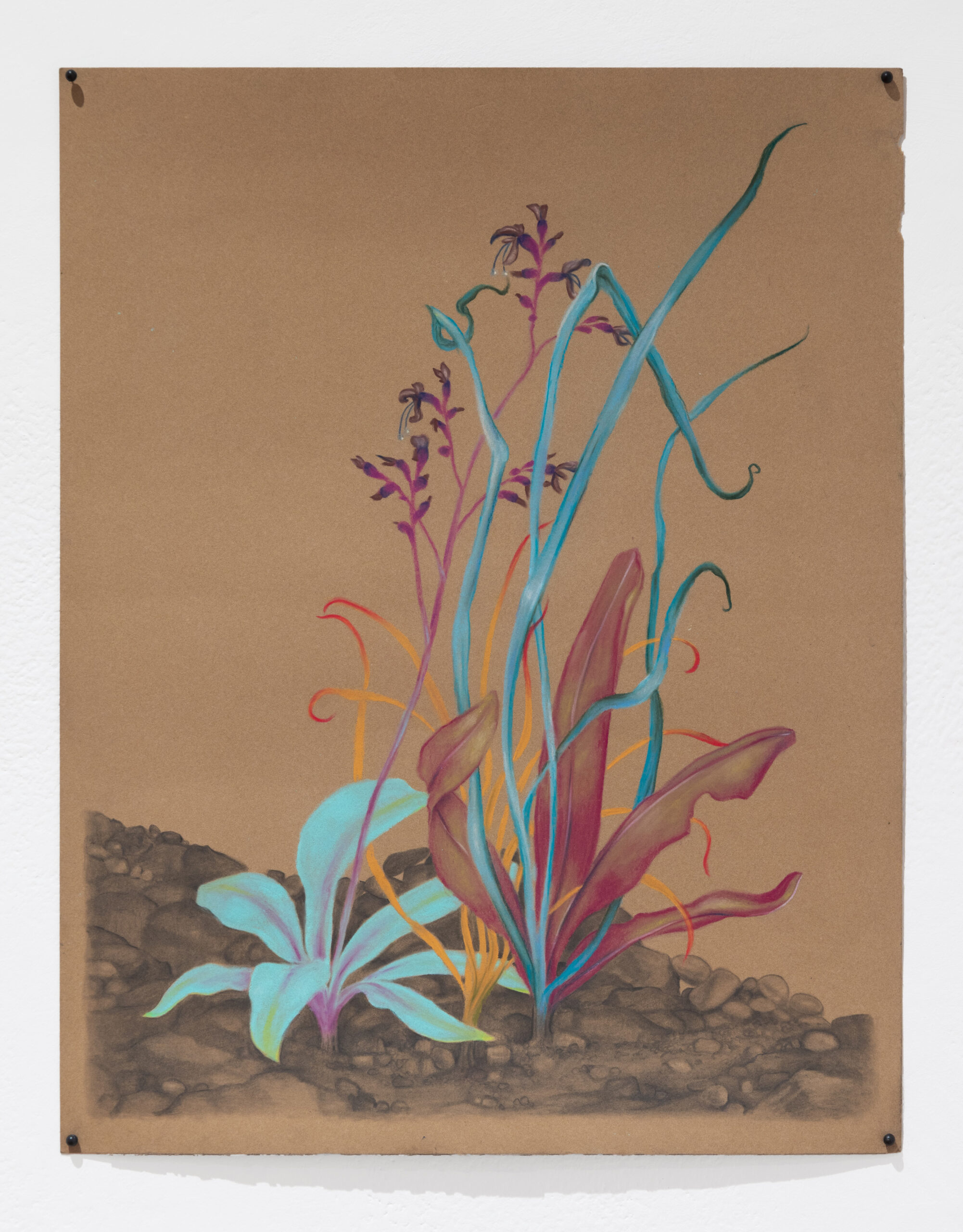 The Art of Arctic Plants: A Conversation with Zachari Logan - Edge