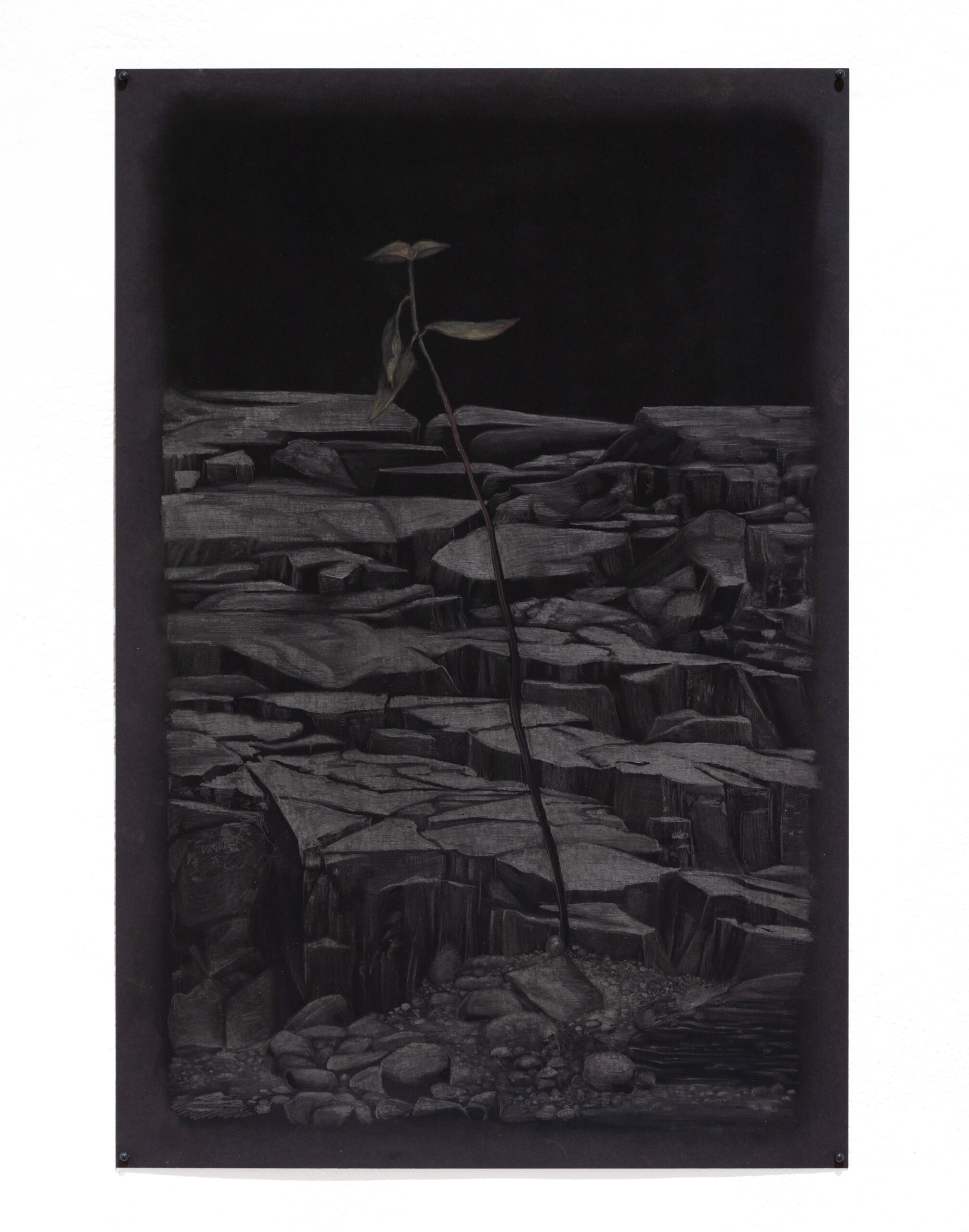 The Art of Arctic Plants: A Conversation with Zachari Logan - Edge