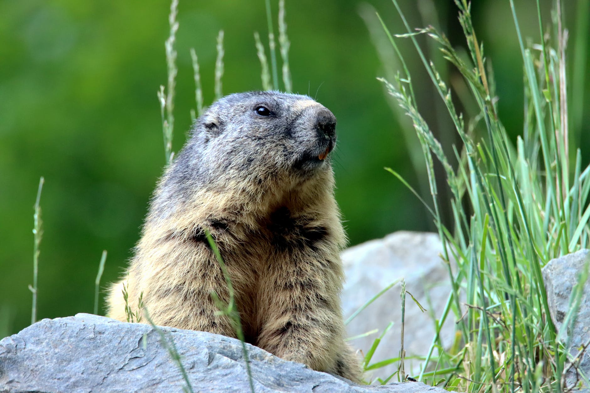 a rodent on gray rock