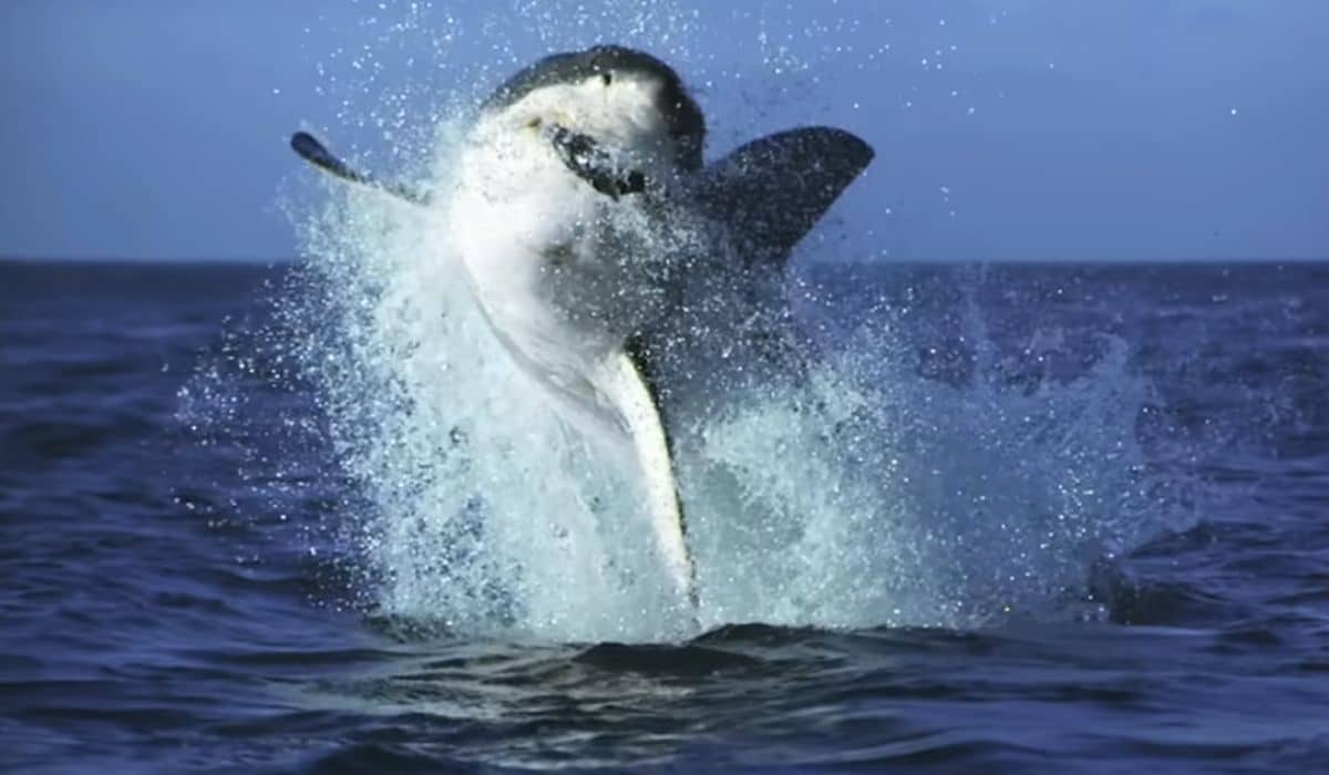 Florida tops list of world's most shark-infested waters