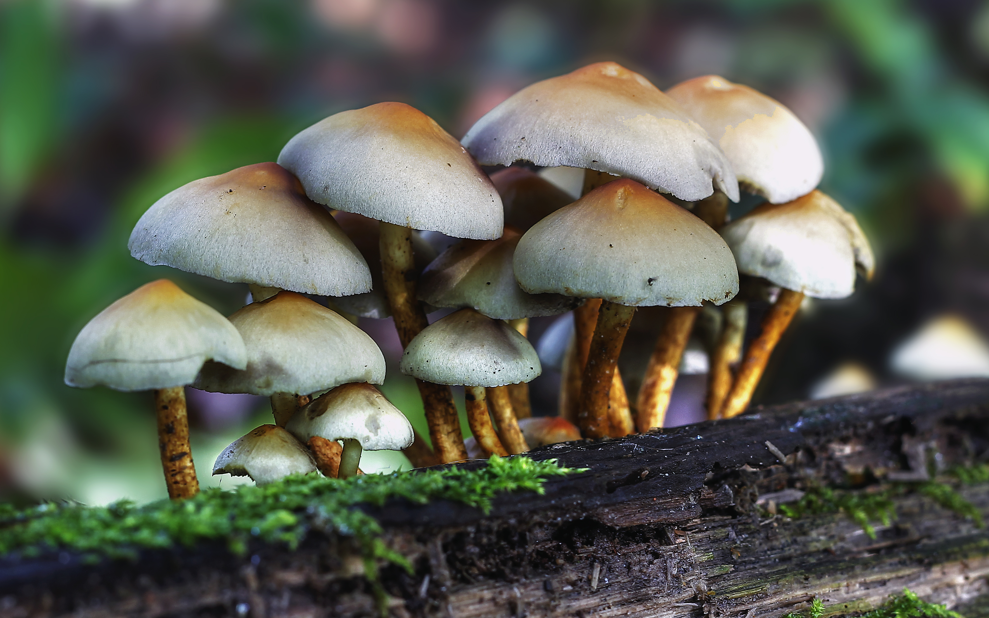7 Gewone zwavelkop (Hypholoma fasciculare)