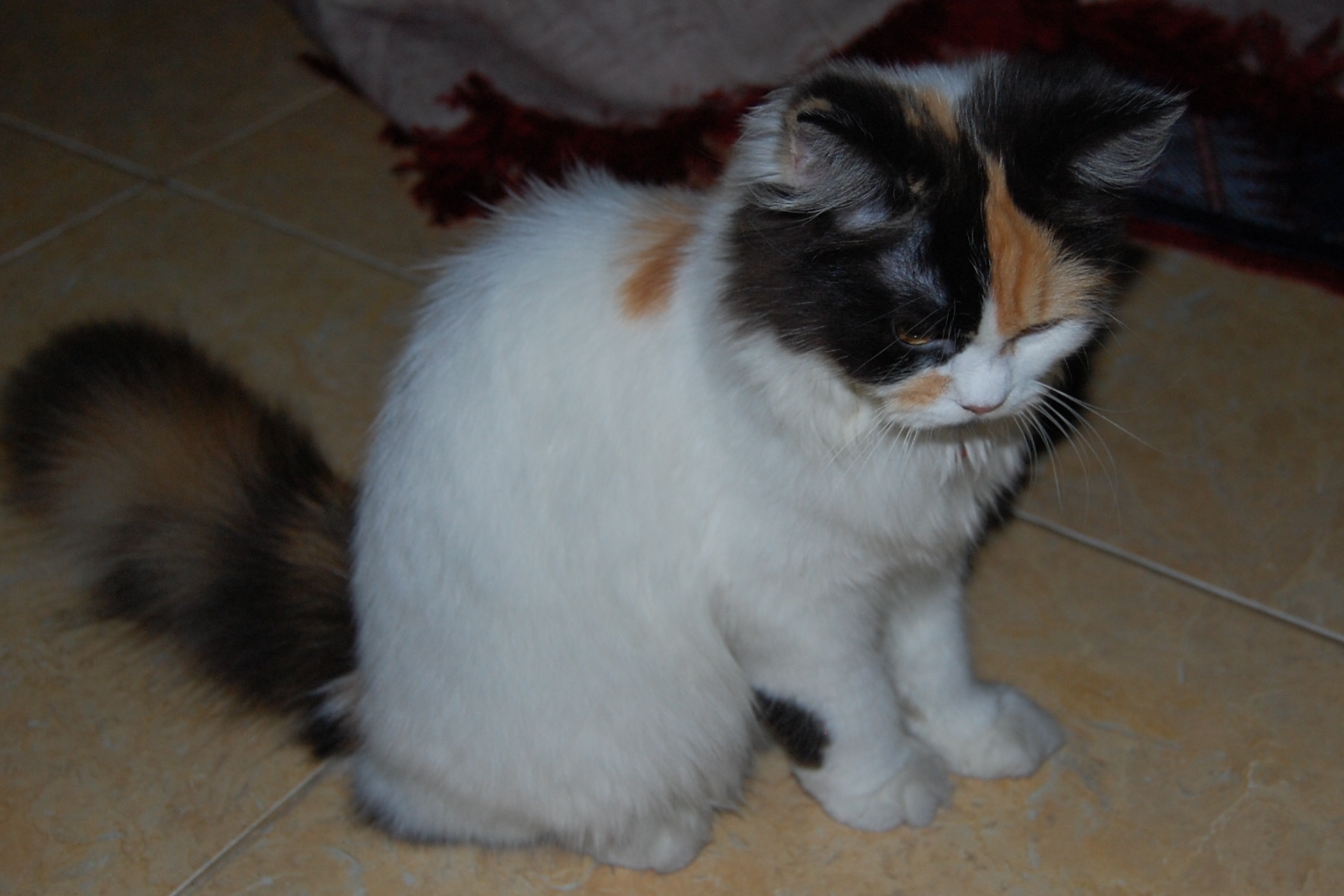 Gratis Download Gambar 5000 Gambar Kucing Lucu Imut Dan Paling Menggemaskan Sedunia Terupdate by Lampunghits.com
